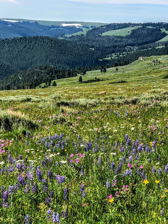 This was taken while hiking on a mountain meadow in July by one of our campers.