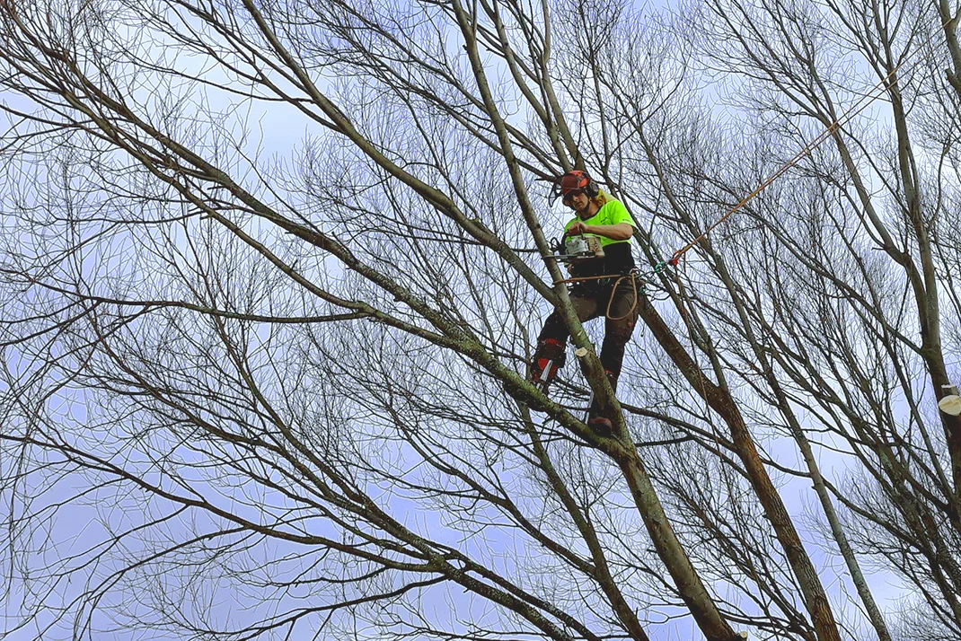 Andrew Smyth tree surgeon pruning trees225.jpg