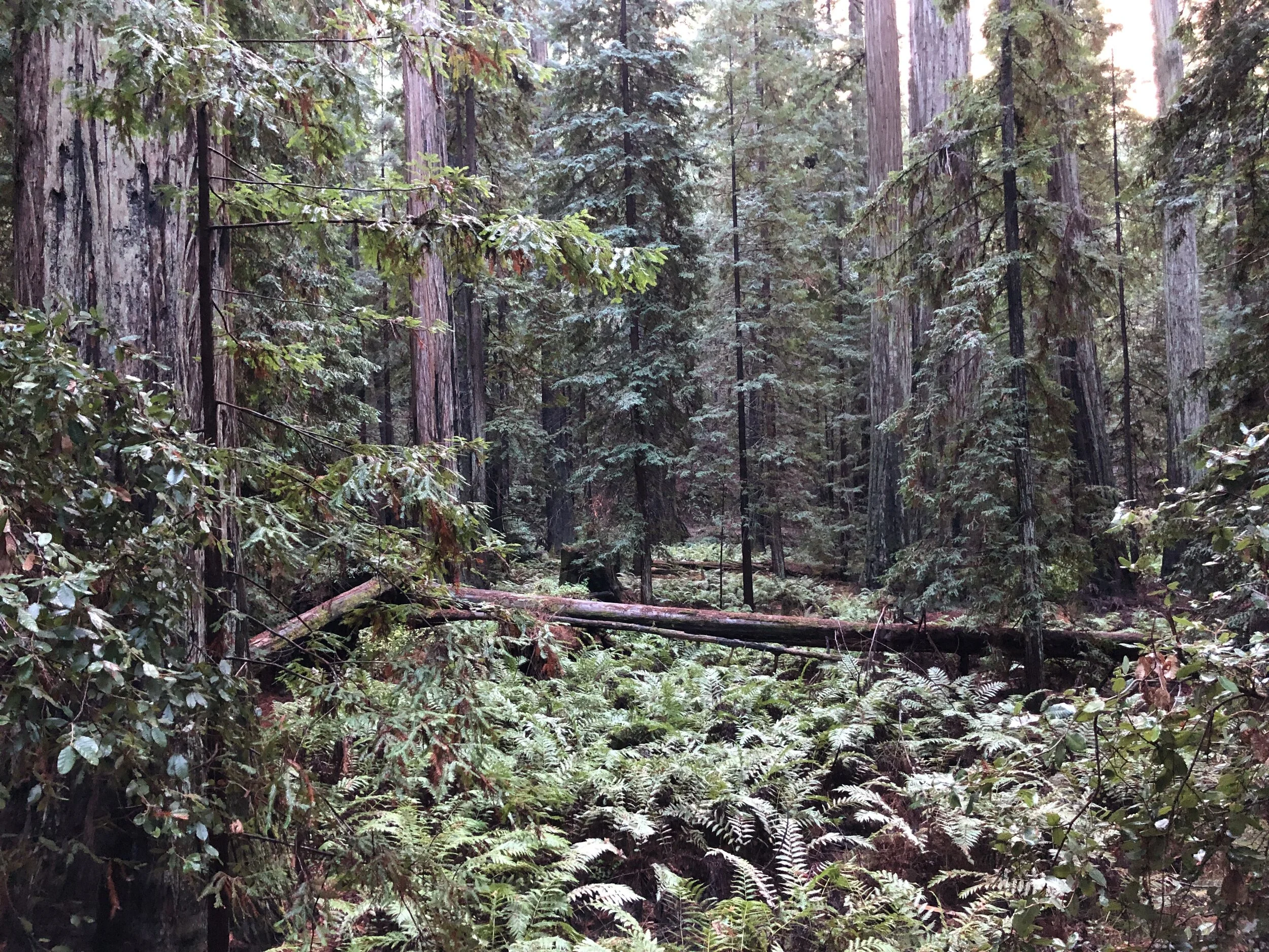 Emotional Awareness Resources