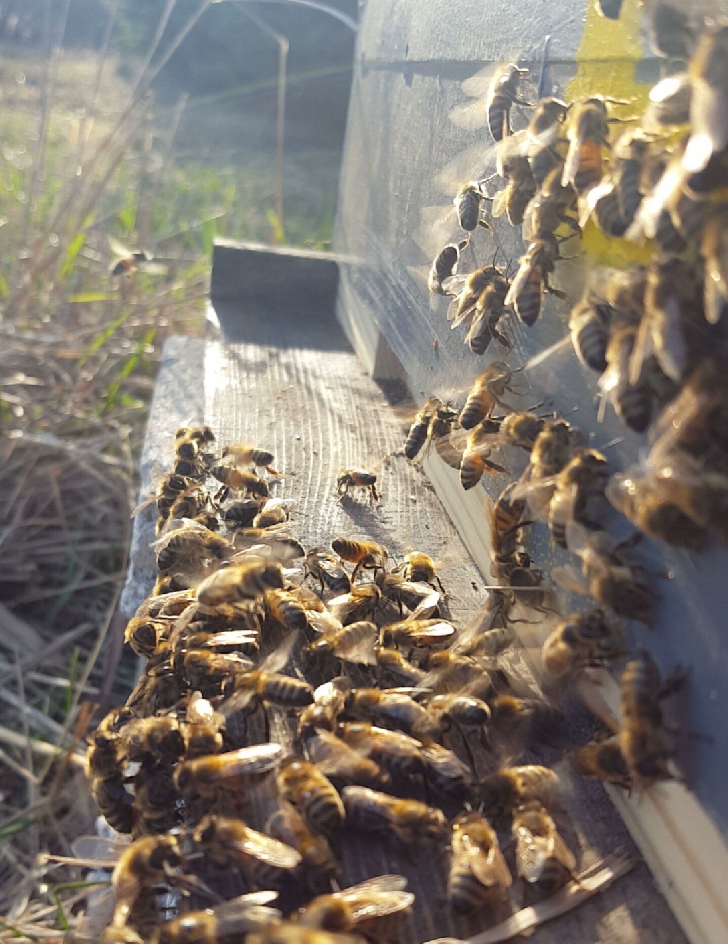蜜蜂+在+前面+ hive.jpg的+