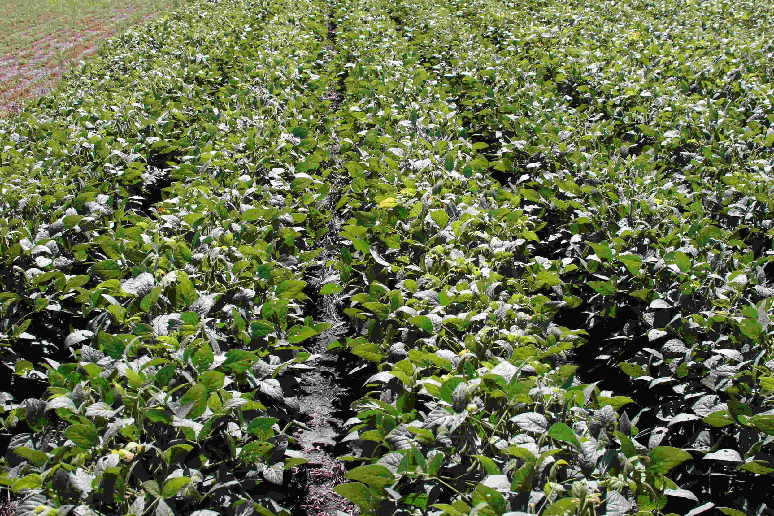 Soybeans.jpg