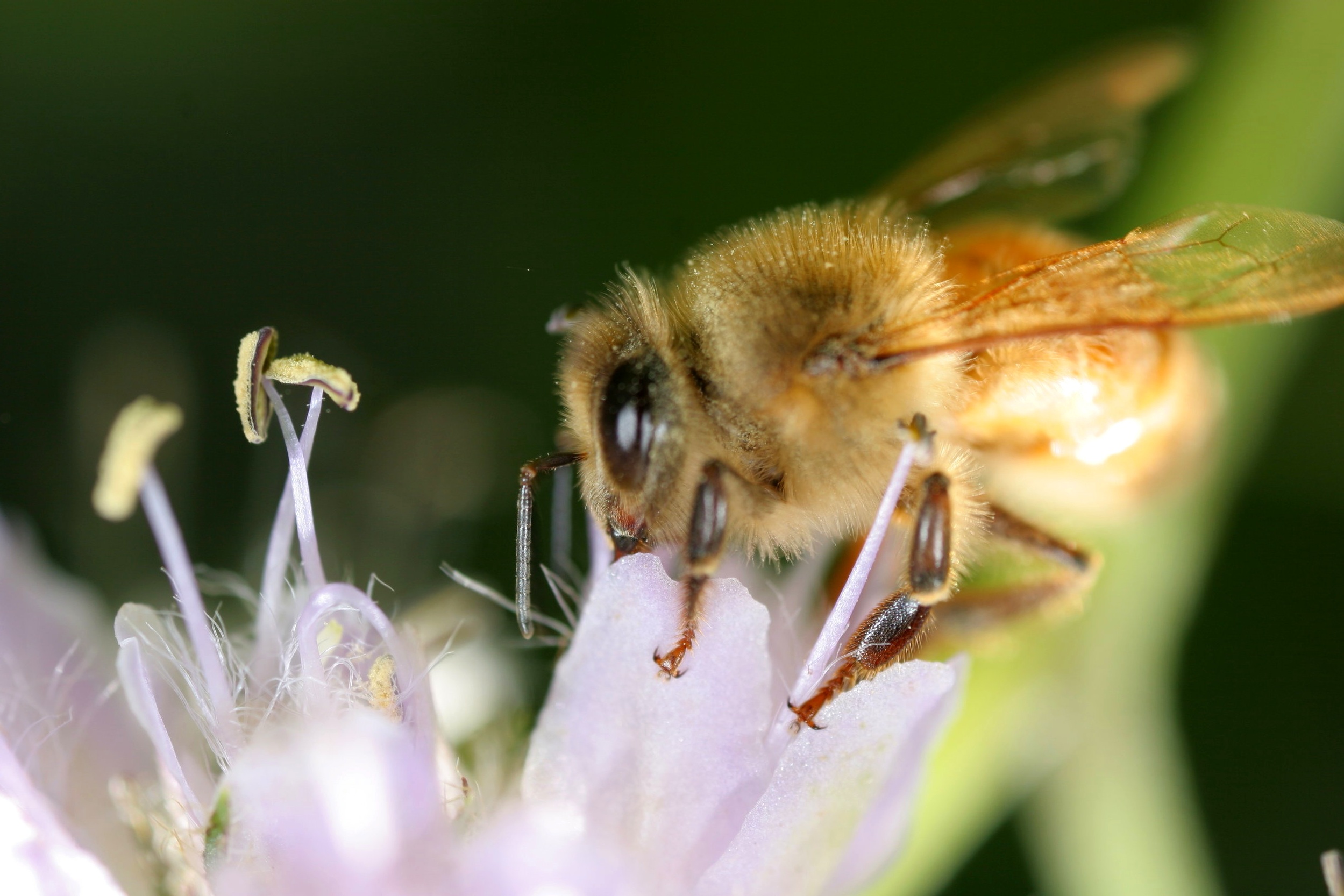 Honeybee.jpg