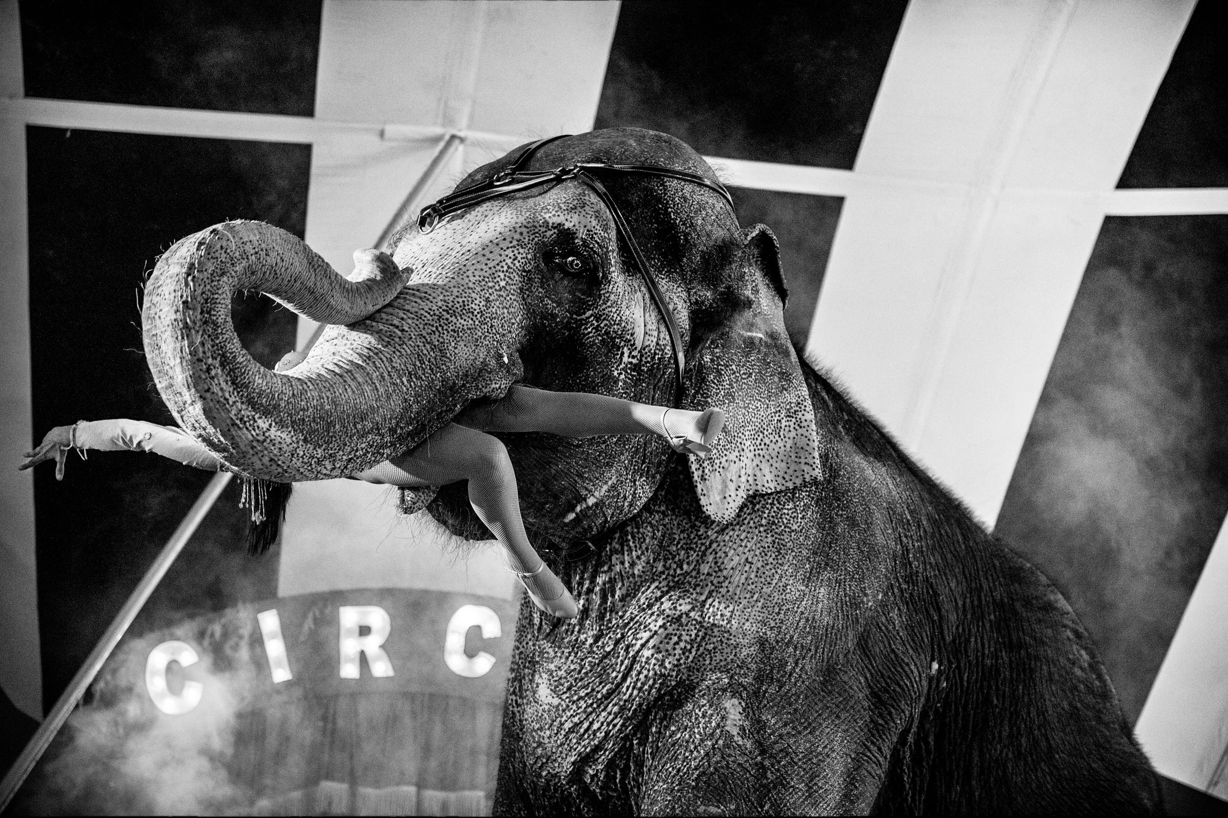 2016_Jun_2016-6-LPC_LA_Circus_Party2_443-Edit.jpg