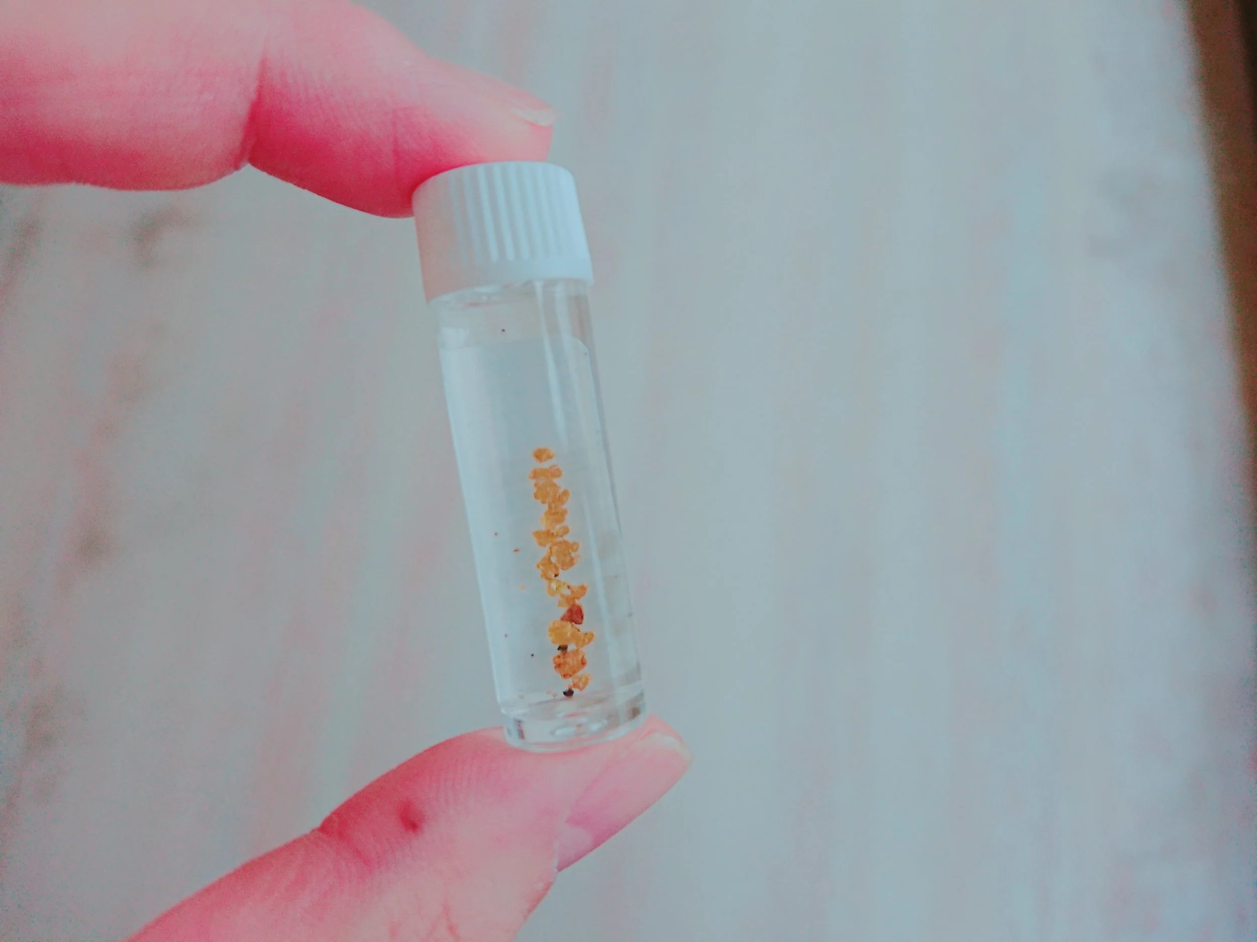 不器用でも必ず 金 が採れる 西三川で砂金採り体験 さどトリコ サドトリコ さどとりこ