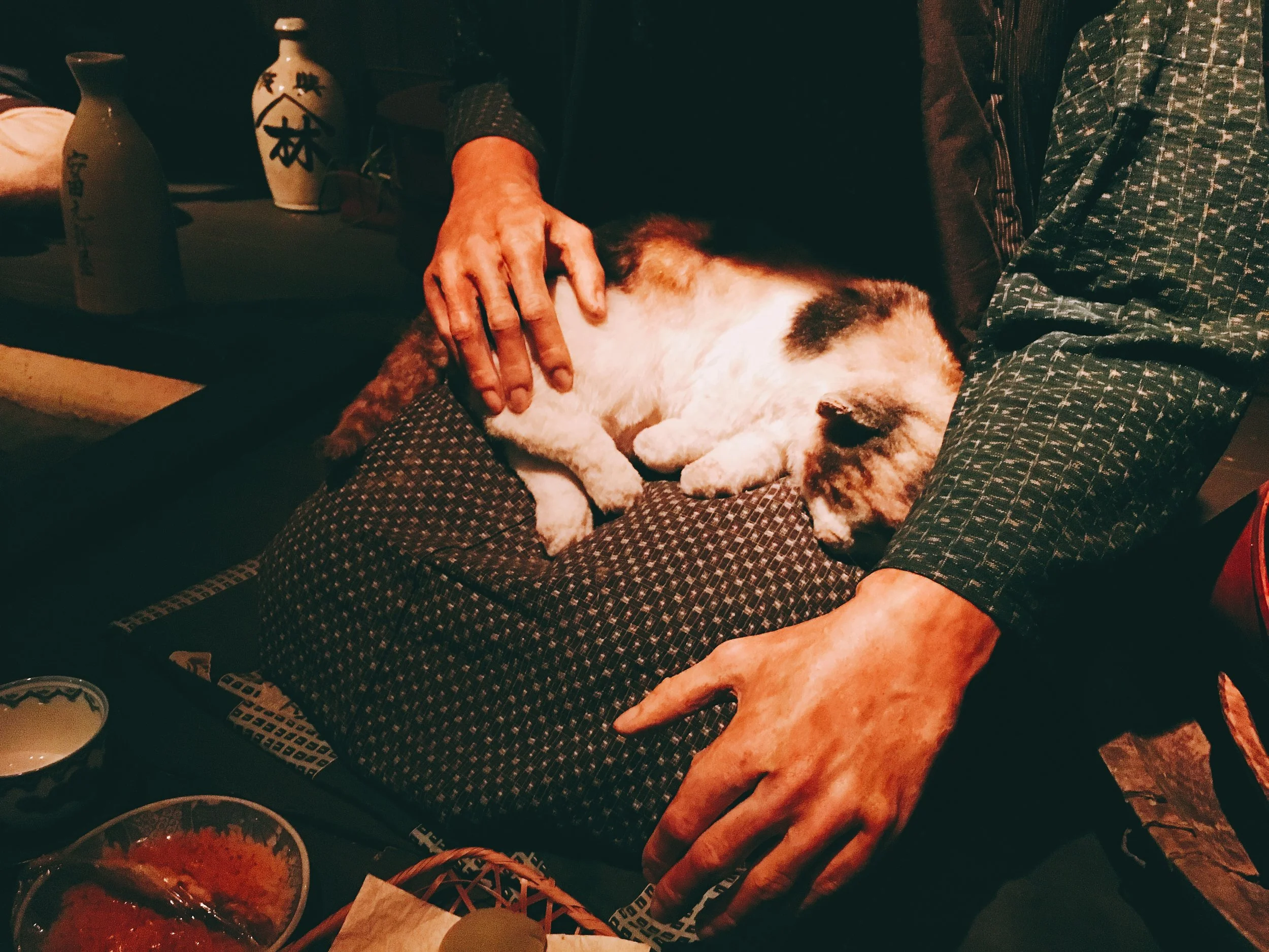 おばあちゃんの膝で寝る猫