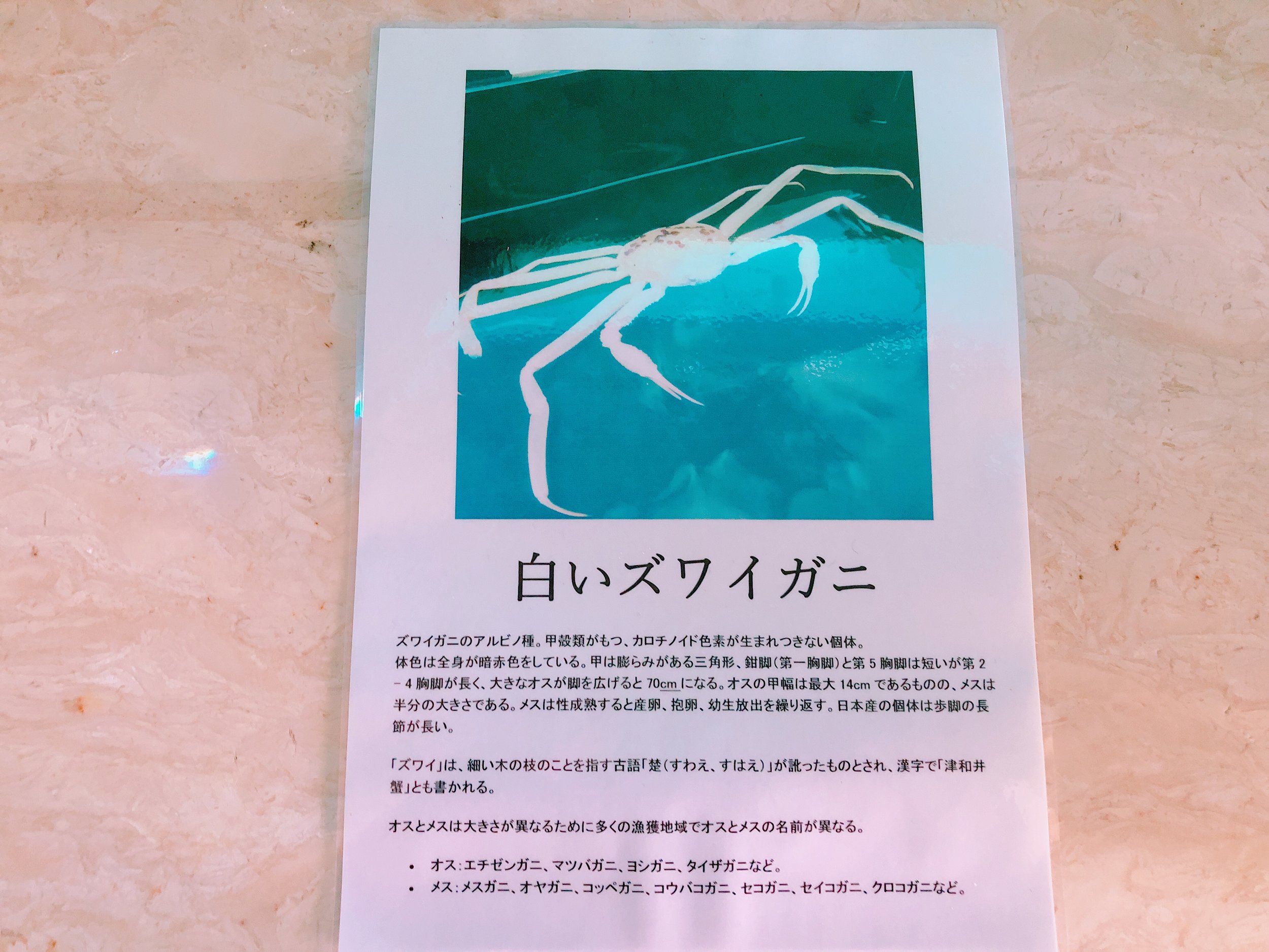 白いズワイガニ