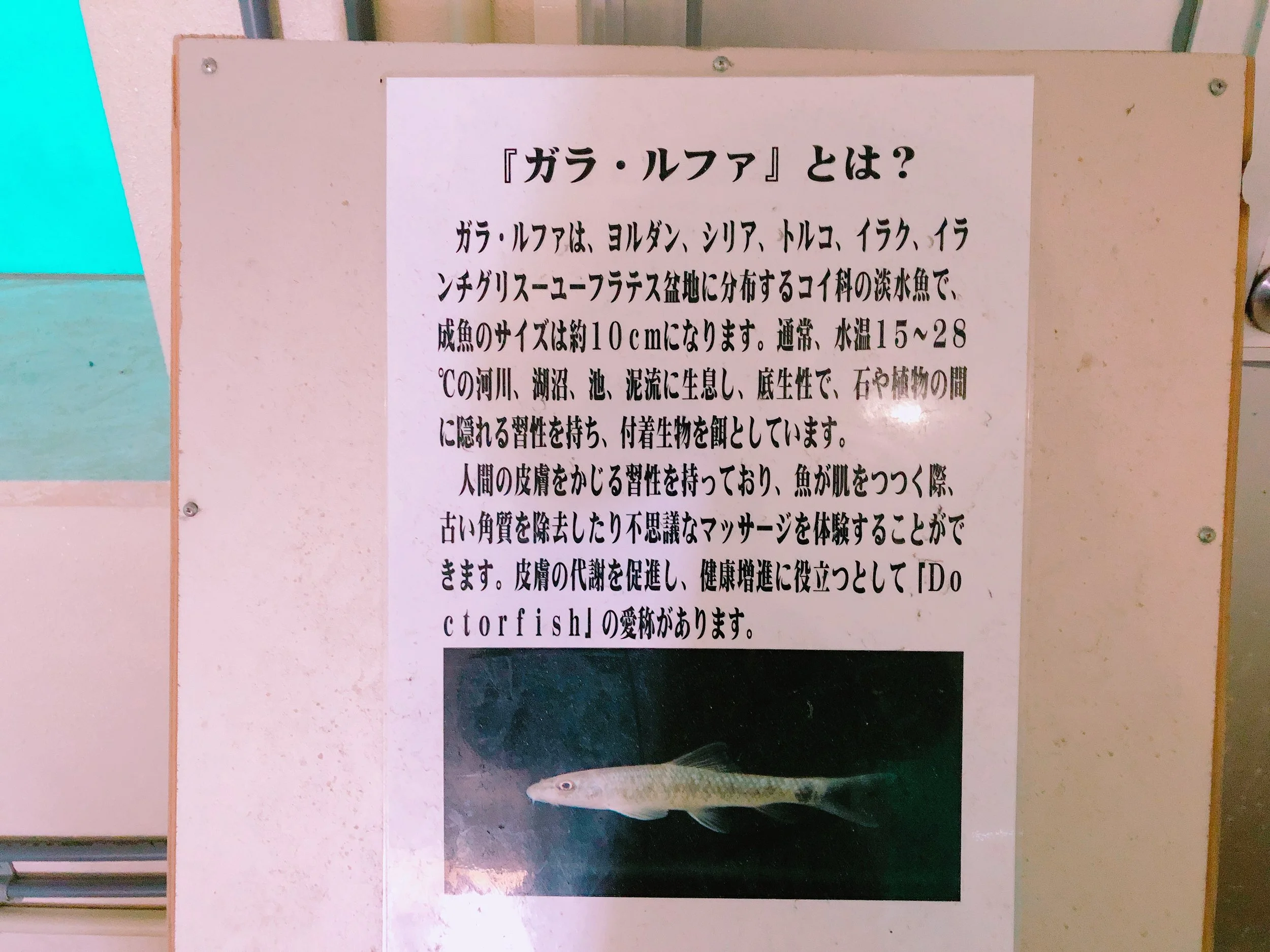 ドクターフィッシュ
