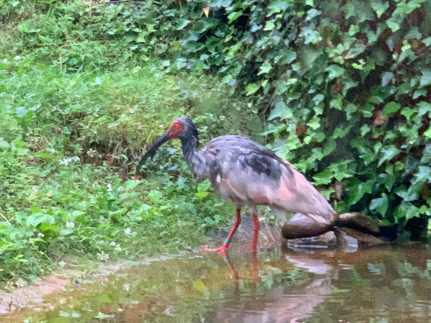 トキが近くに来た!