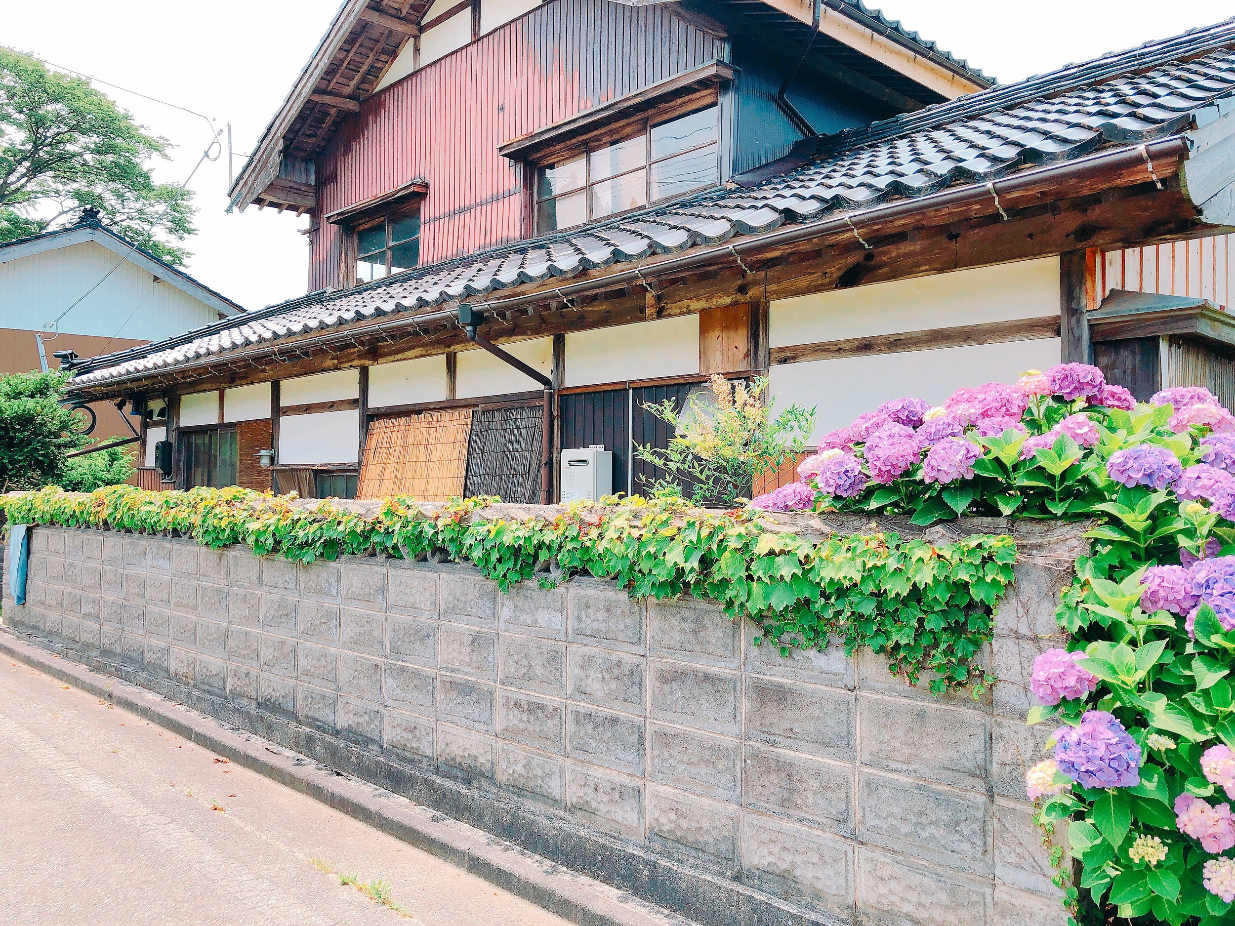 行った時はまだ紫陽花が咲いていました