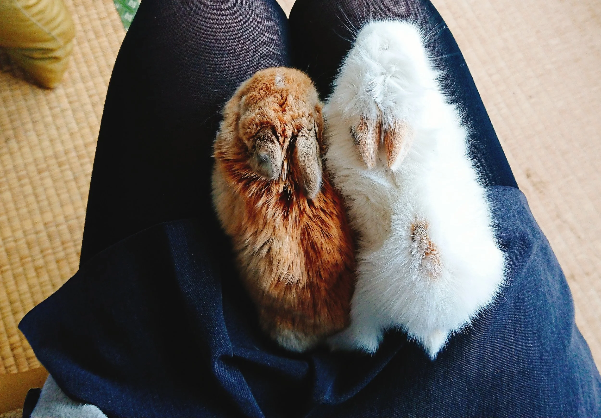 ひざのりうさぎ