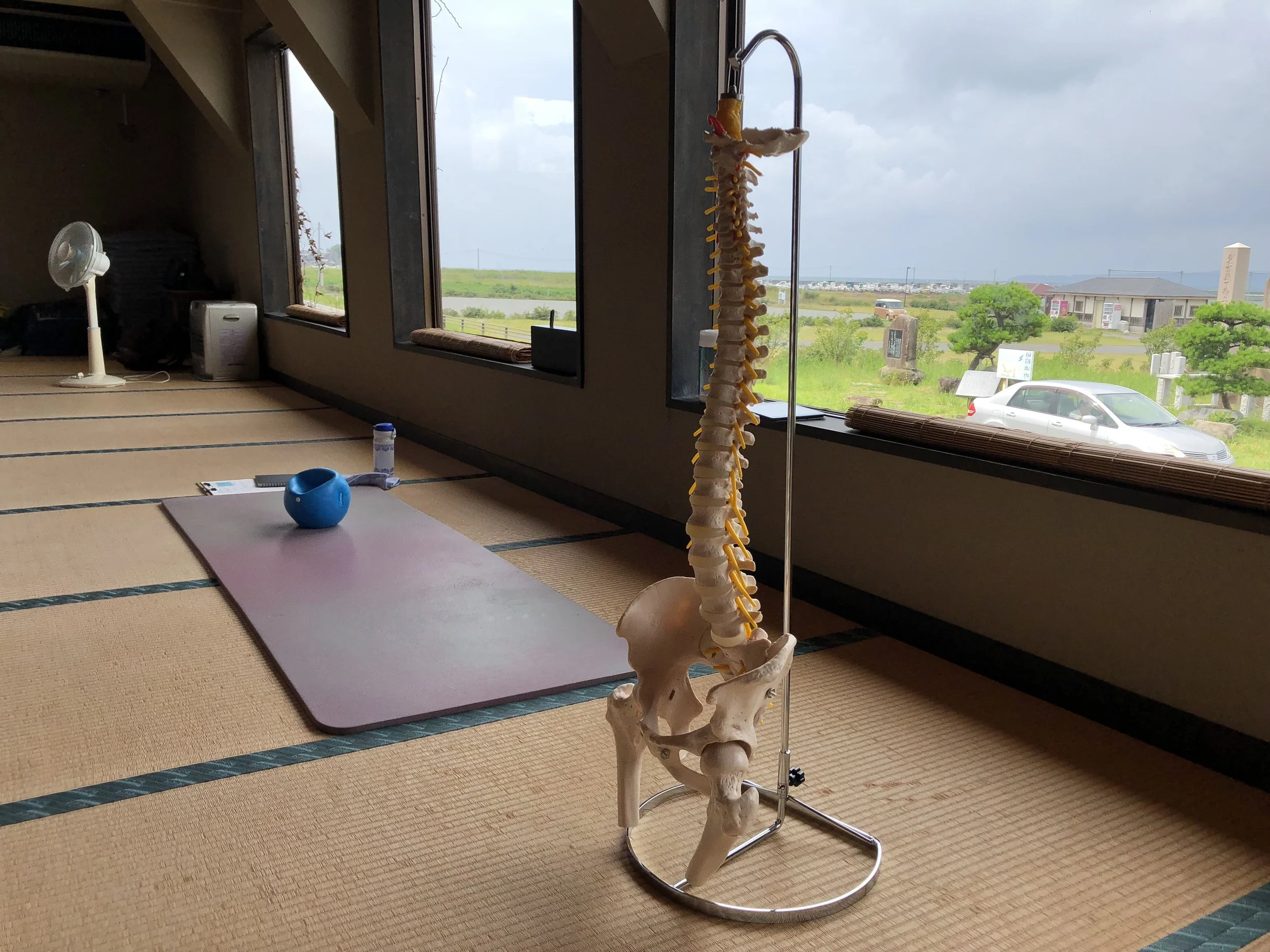 成人男性の背骨の模型