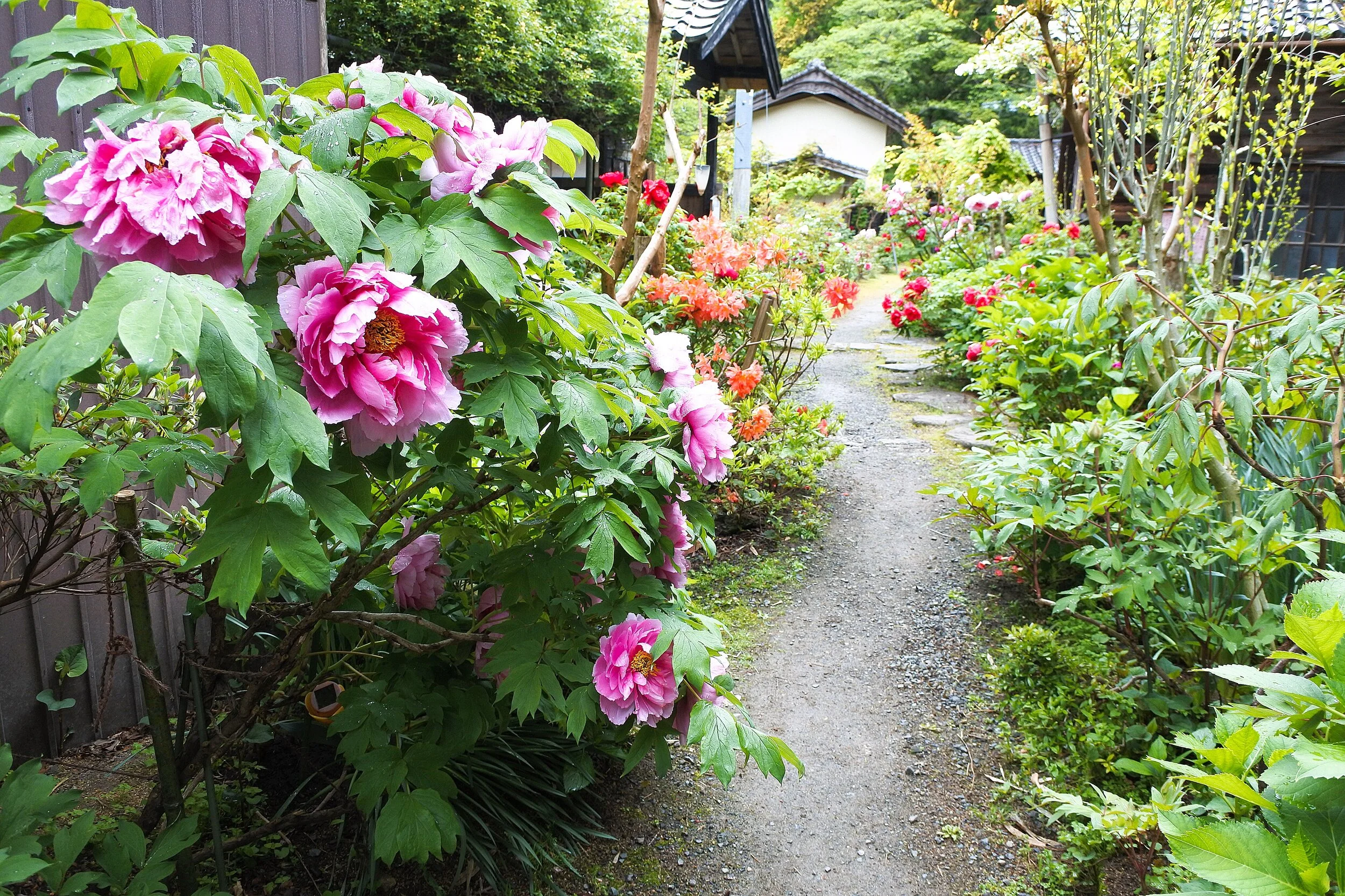 ありがた い体験と四季折々の花のワンダーランド 長谷寺 さどトリコ サドトリコ さどとりこ