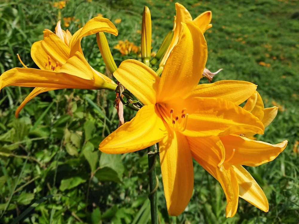 辺り一面に広がる黄色の花 初夏の佐渡にトビシマカンゾウを見に行こう さどトリコ サドトリコ さどとりこ