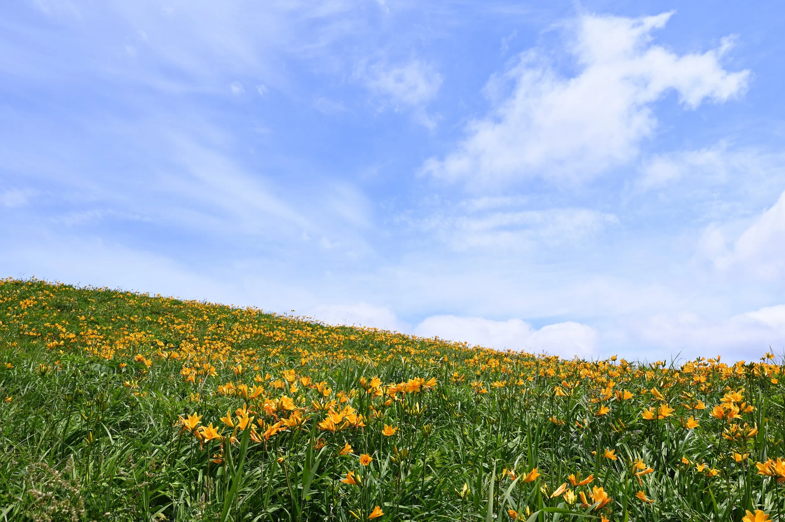 辺り一面に広がる黄色の花 初夏の佐渡にトビシマカンゾウを見に行こう さどトリコ サドトリコ さどとりこ