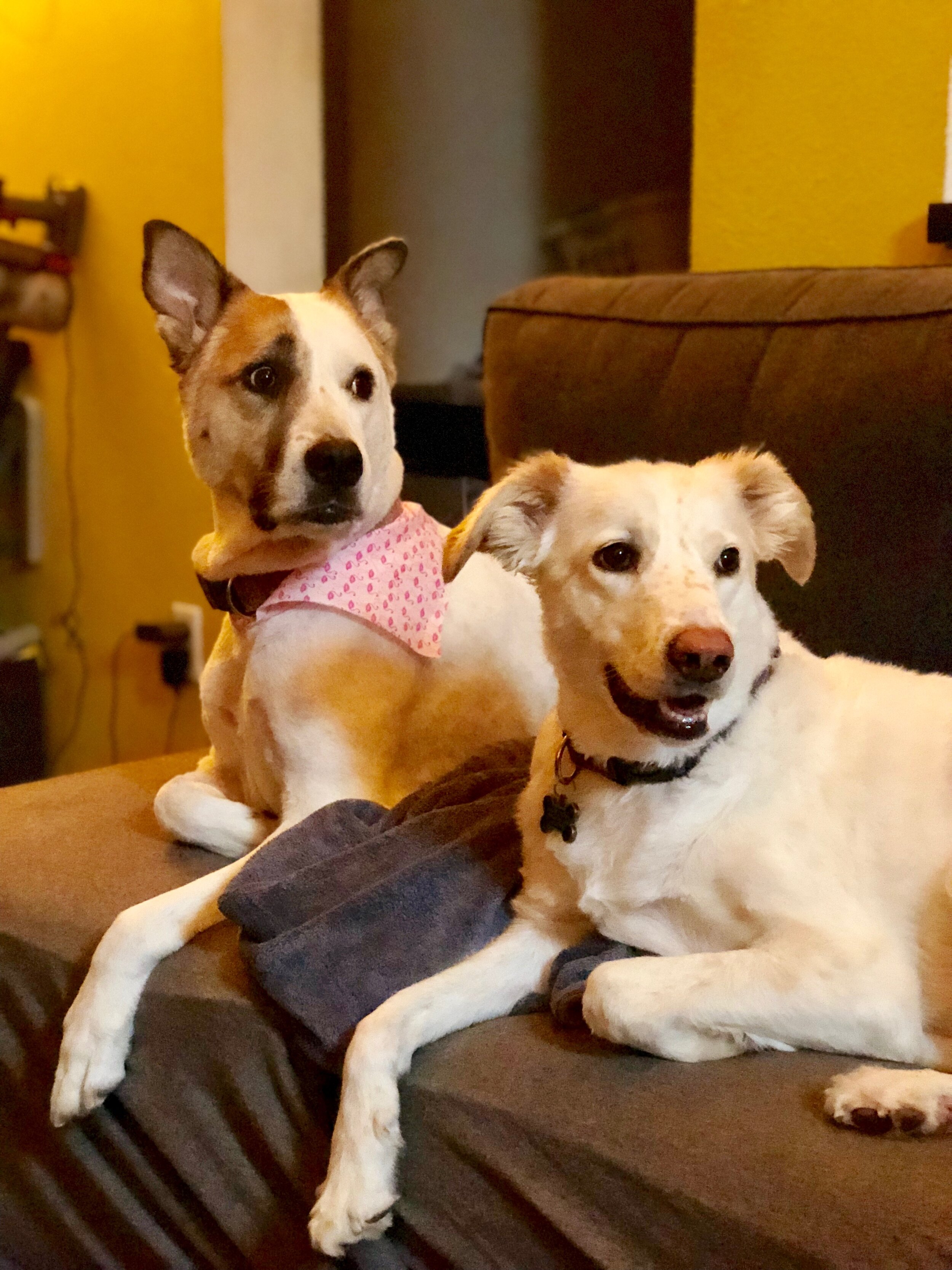 Lulu's Dogs, Norah and London, get transported to her autumn paradise in Burlington, Vermont to enjoy some cuddles, thanks to Citizen Shipper