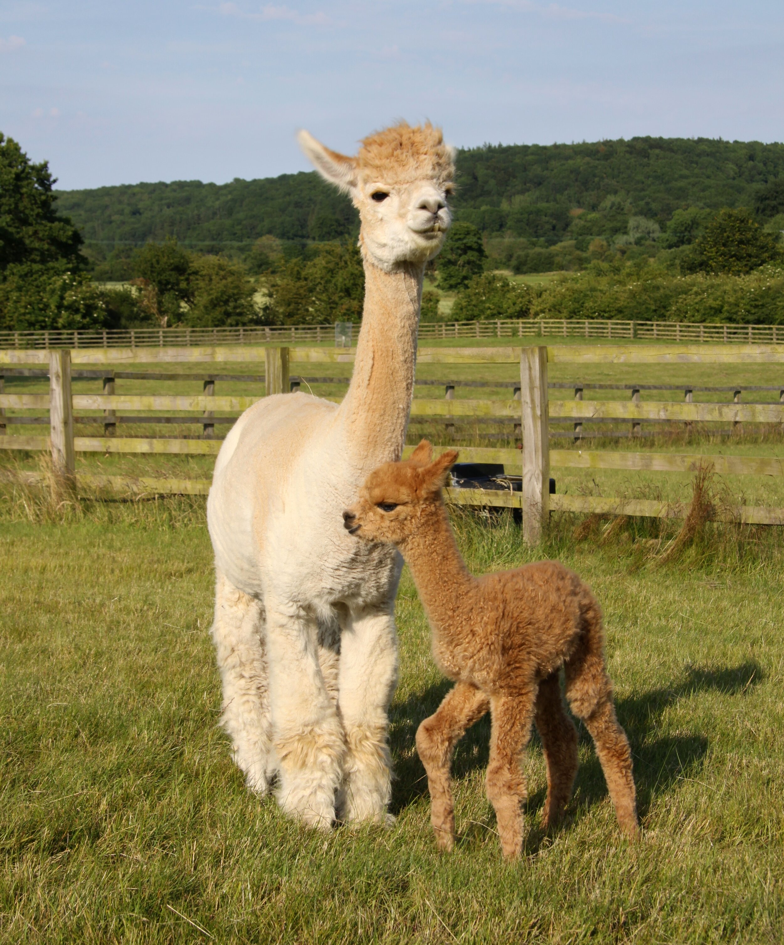 Alpacas on the grounds of 10K Dollar Day's commune - Loophole City!