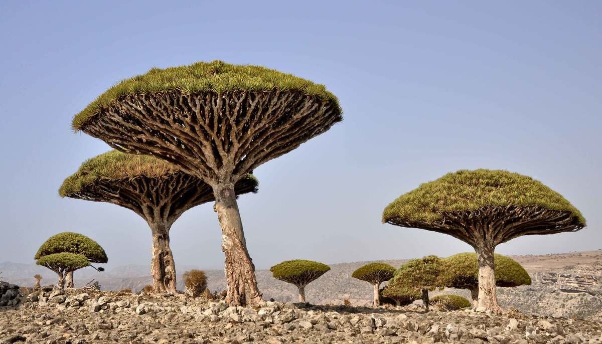 Socotra Island, Yemen - photo by Rod Warrington on AtlasObscura.com