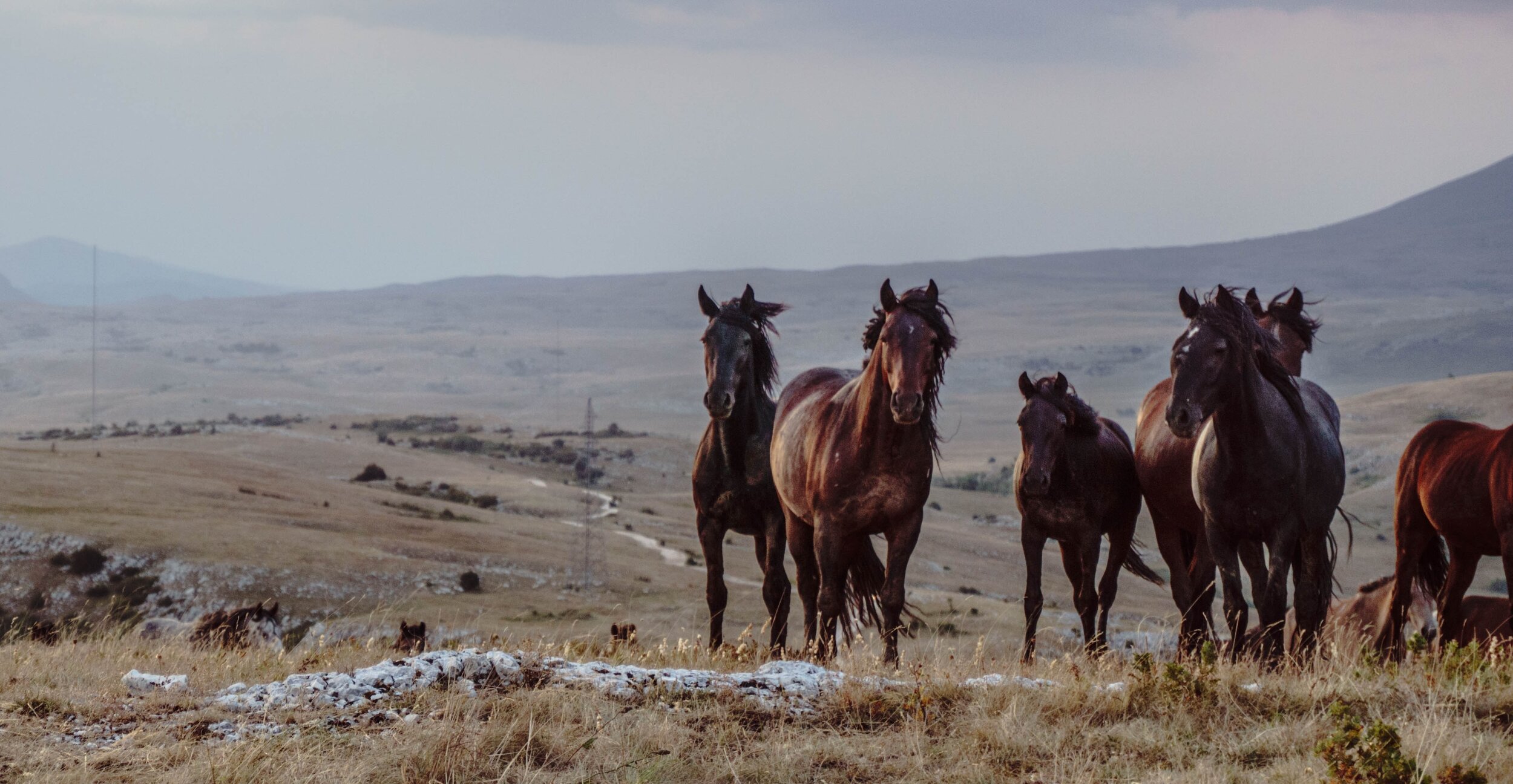 Alison visits Kazakhstan for the wild horses!