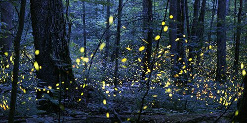 Seeing the Fireflies in Pigeon Forge, Tennessee, Great Smoky Mountains