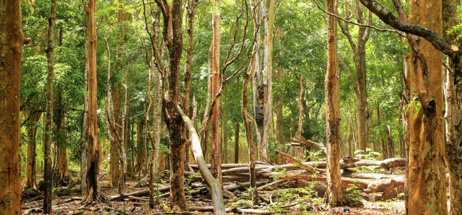 Black River Gorges National Park 3-Hour Hike with GetYourGuide.com