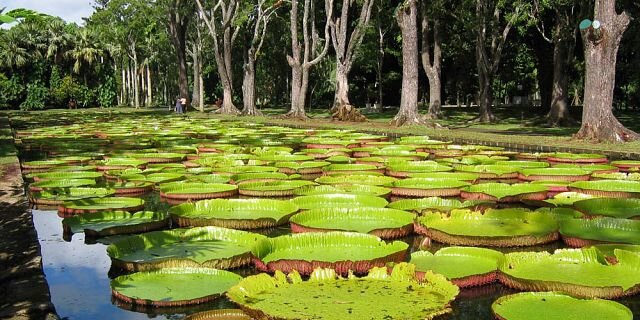 Mauritius National Botanical Garden in Mauritius