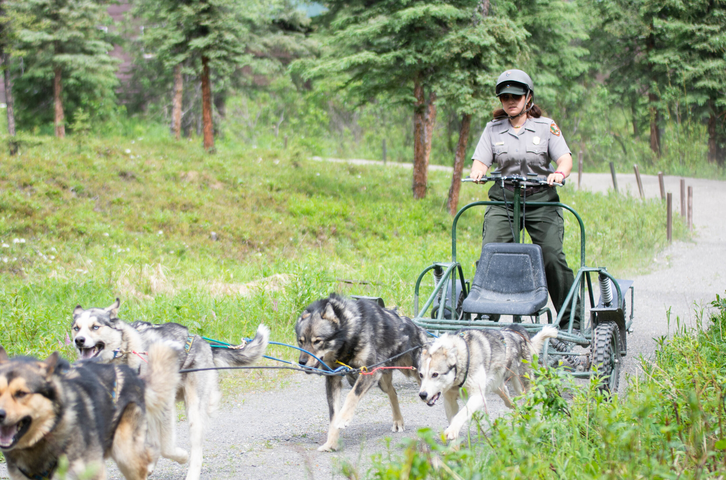 Sled Dog Kennels in Denali National Park, play with the dogs, see live demonstrations, and MORE!