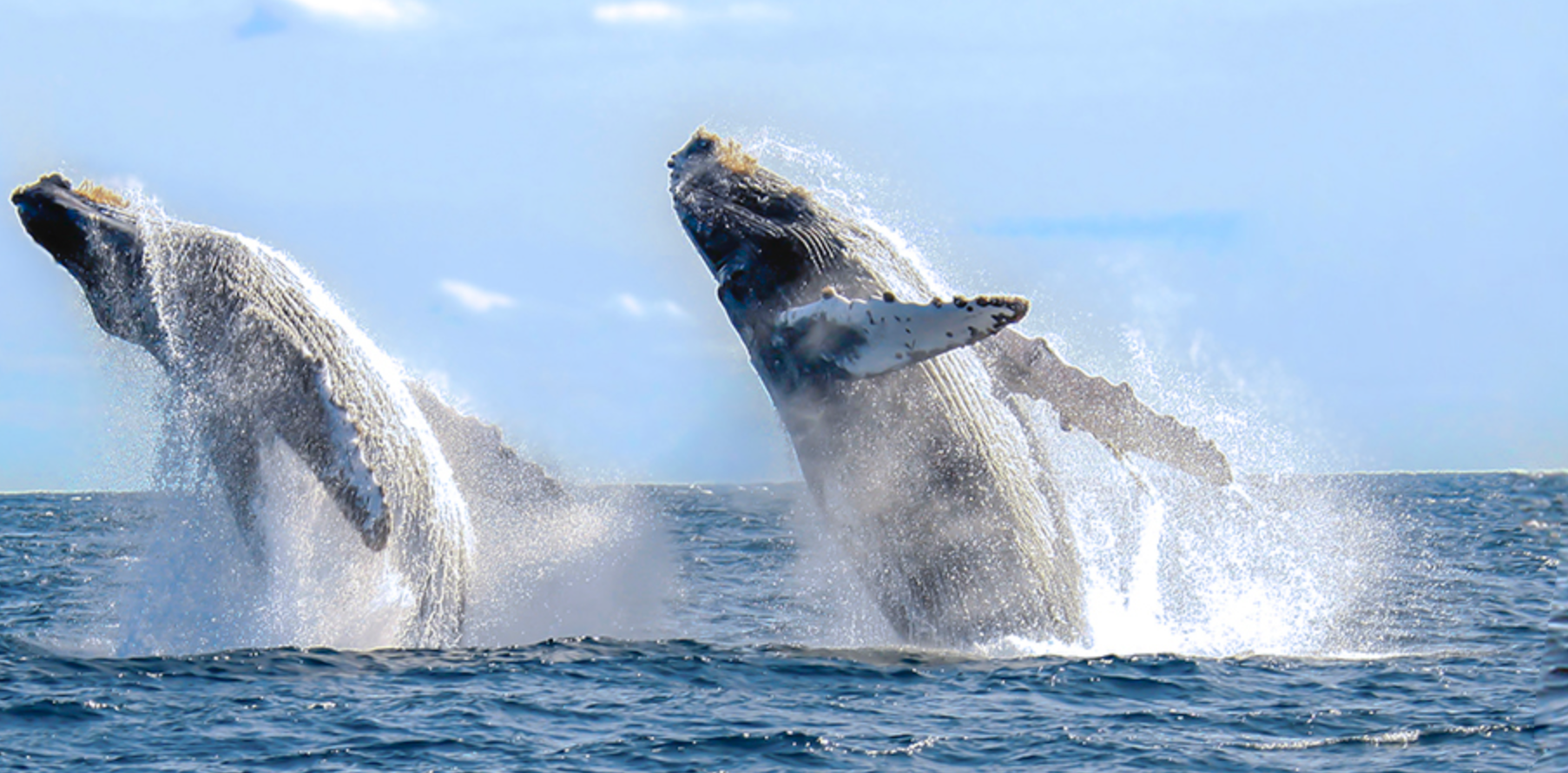 Punta Mita Adventures Whale Photo Safari - Mexico