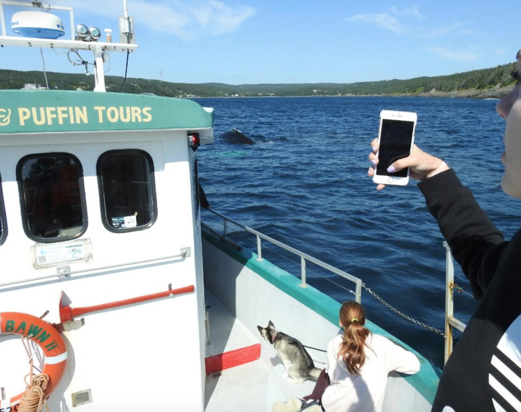 Molly Bawn Whale &amp; Puffin Tour - St. John's, Newfoundland and Labrador, Canada