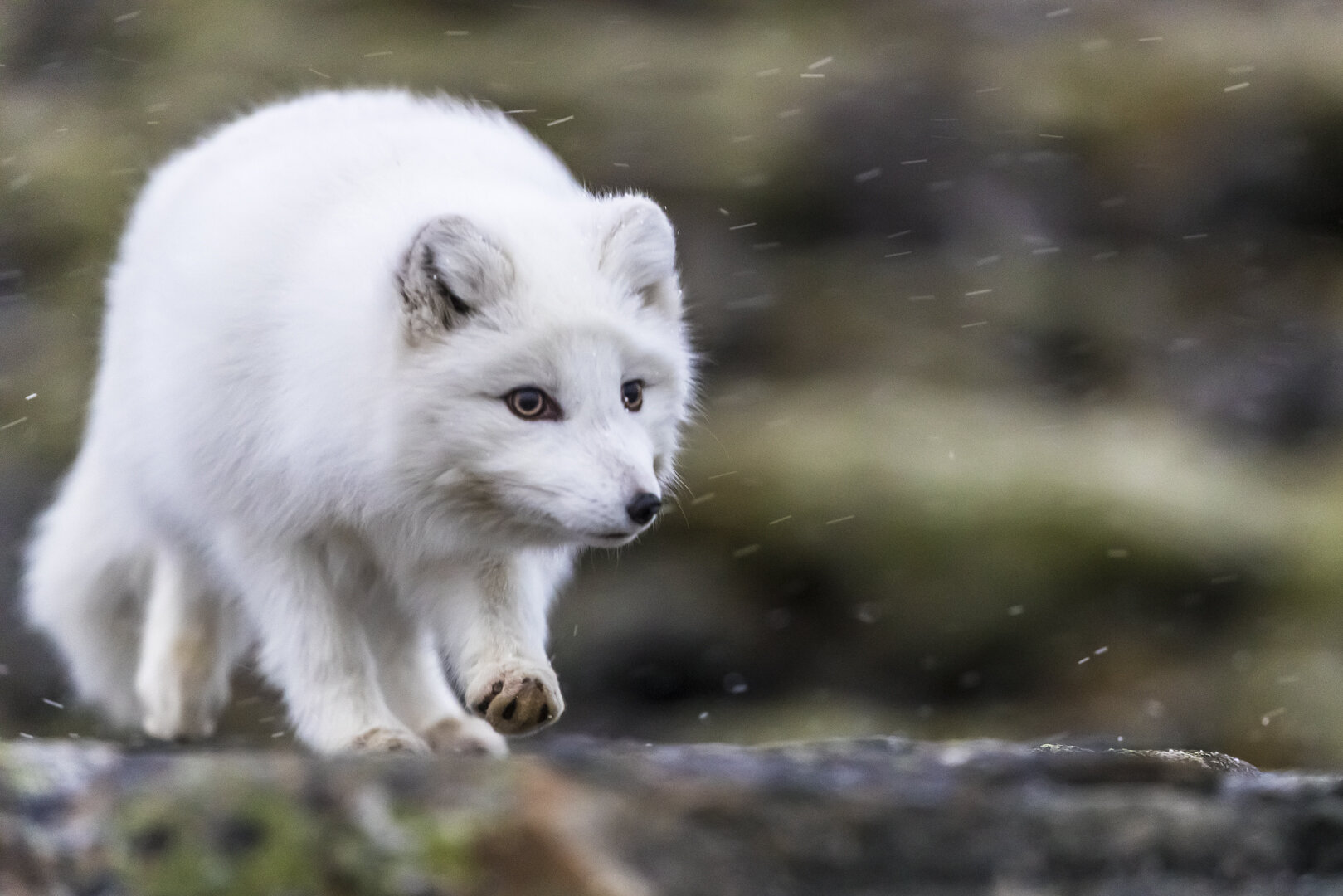 See Arctic Foxes in Svalbard, Norway with Oddgeir Sagerup of See &amp; Explore