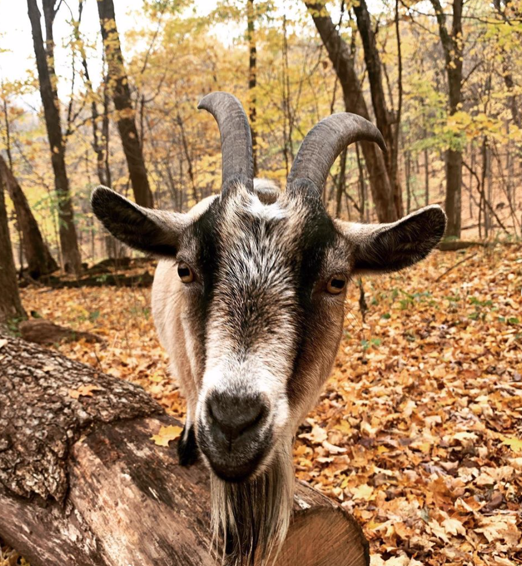 Goat Walks with Hoof It Galena - Galena, Illinois