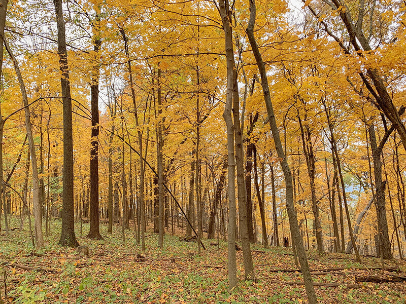 Forest Bathing with Hoof It Galena - Galena, Illinois