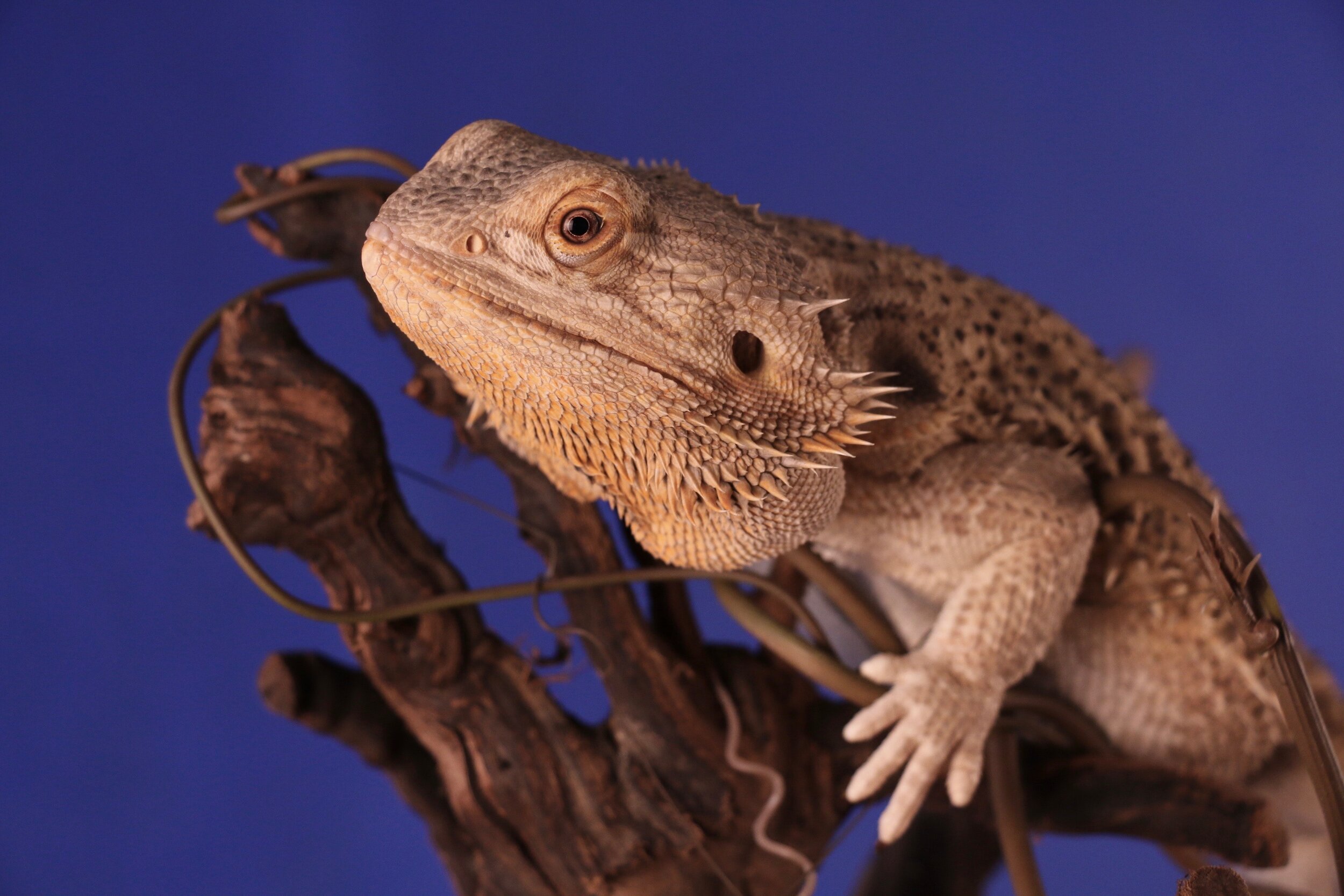 Alison buys a pet bearded dragon while visiting Hong Kong Island