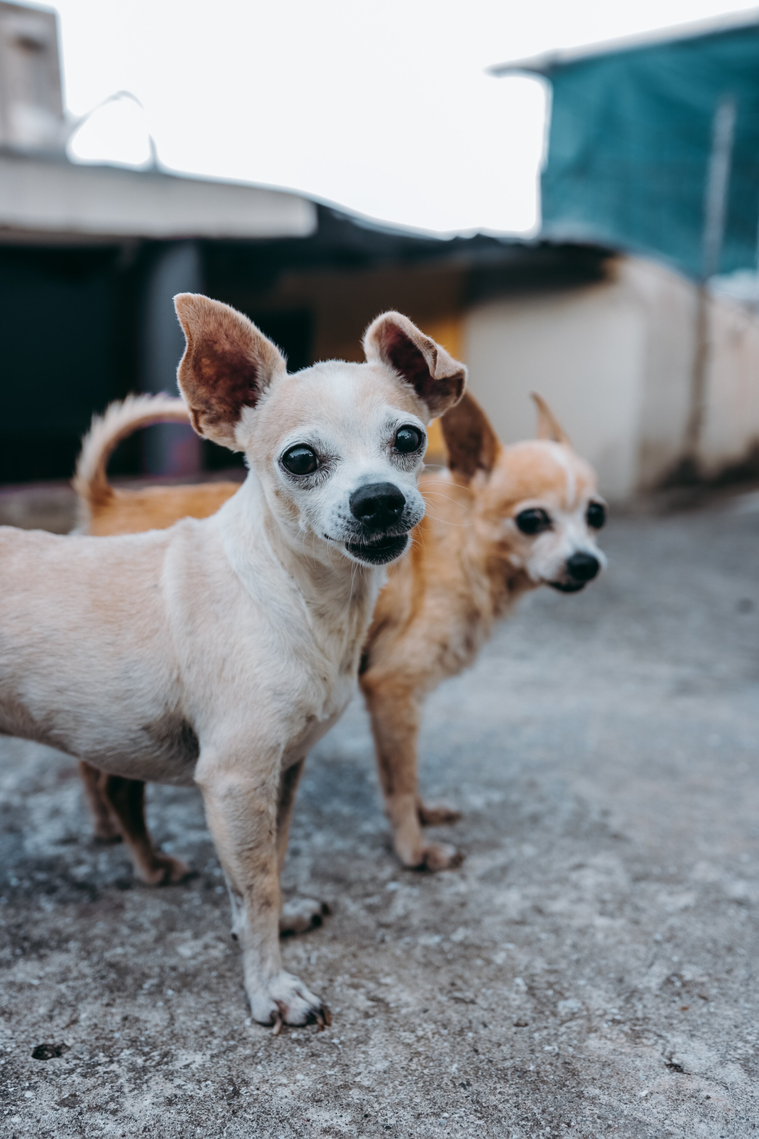 10K Dollar Day visits Chihuahua, Mexico and learns the city and state are pronounced the same as the dog!