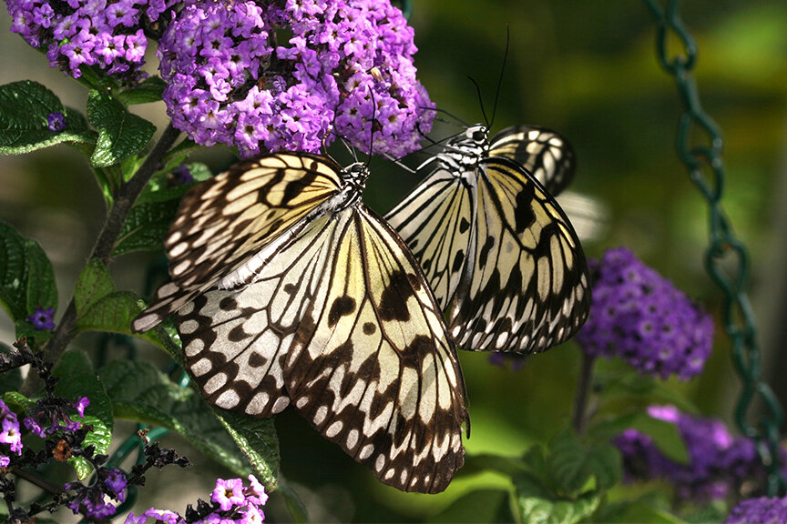 Butterfly World - Coconut Creek, Florida