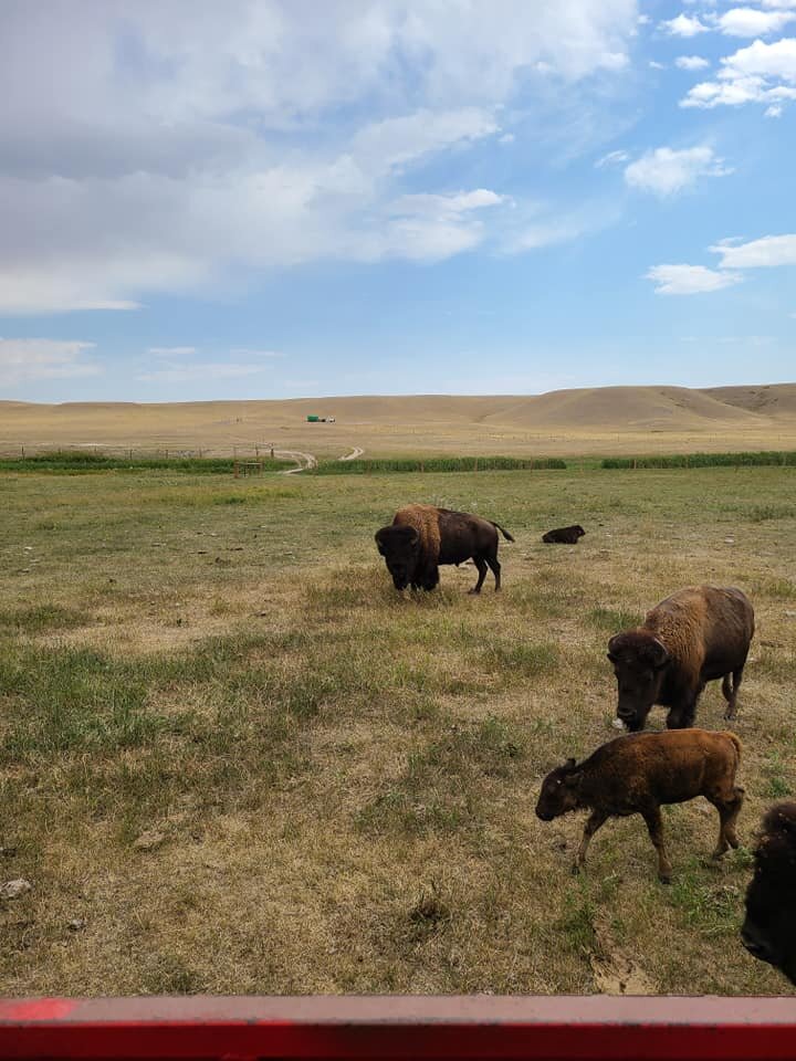 Terry Bison Ranch - Bison Train Ride - Cheyenne, Wyoming