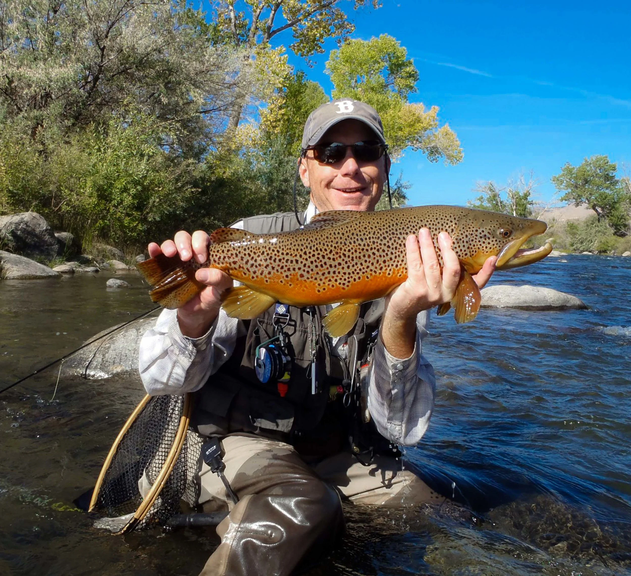 Brown Trout