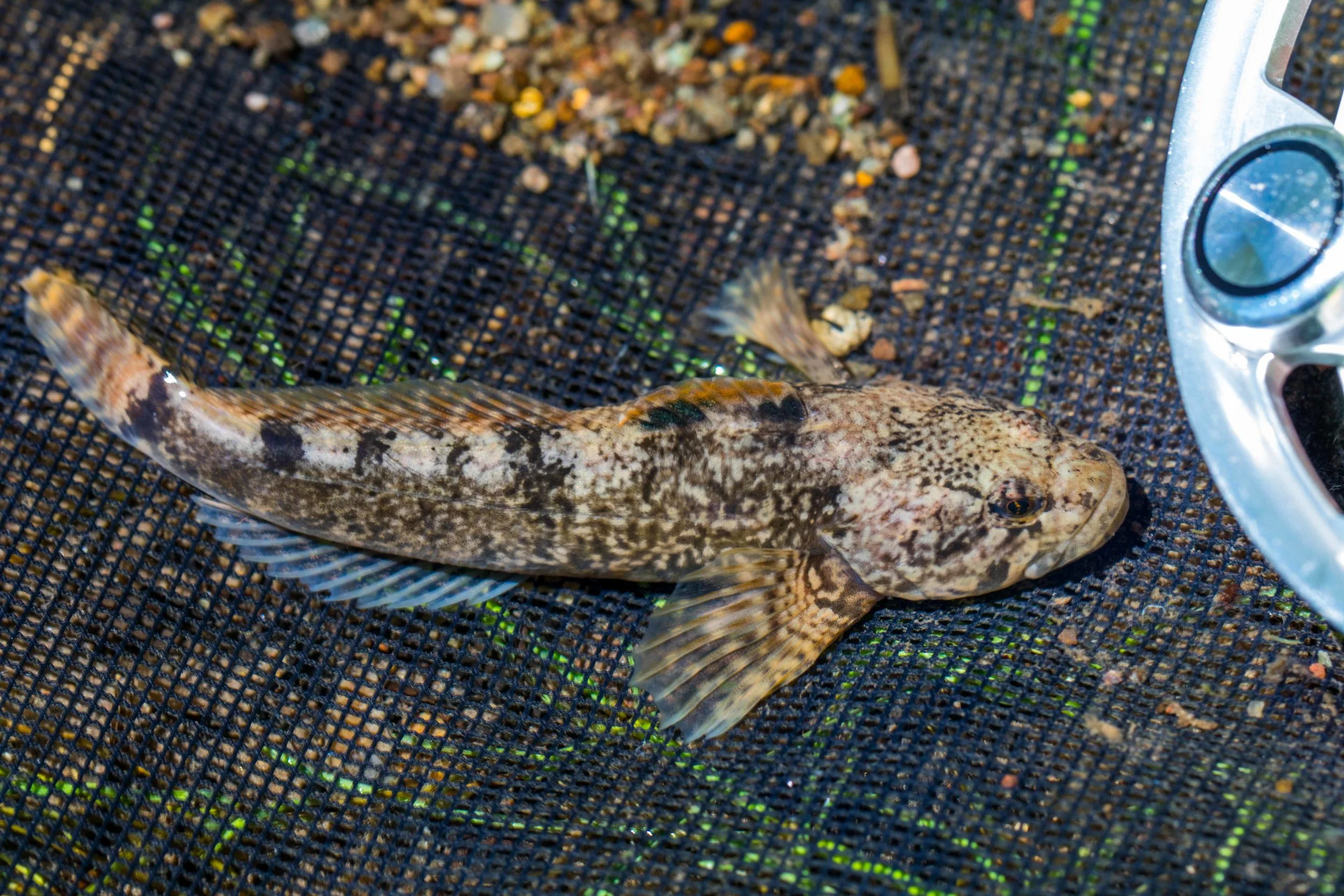 Paiute Sculpin