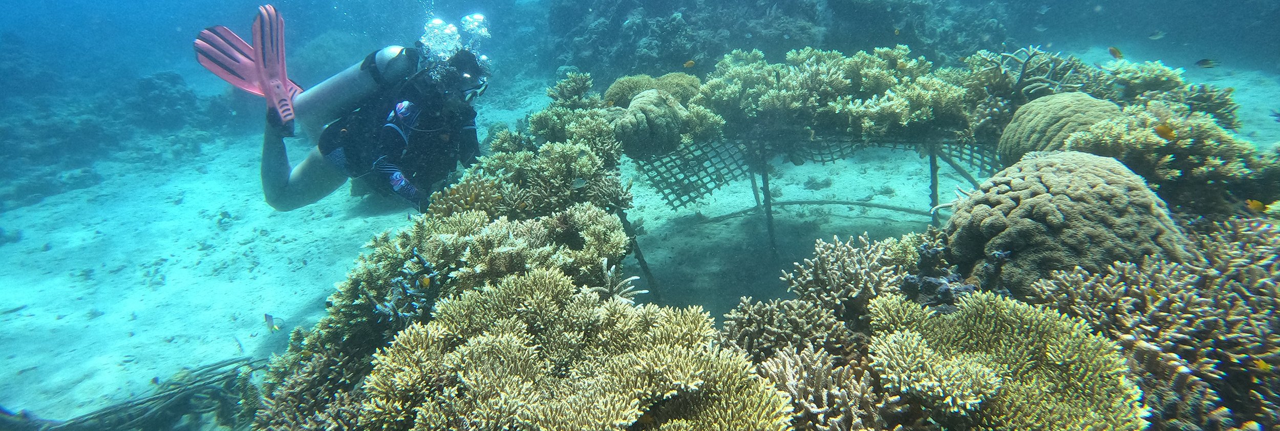 coral restoration dome diver_cropped.jpg