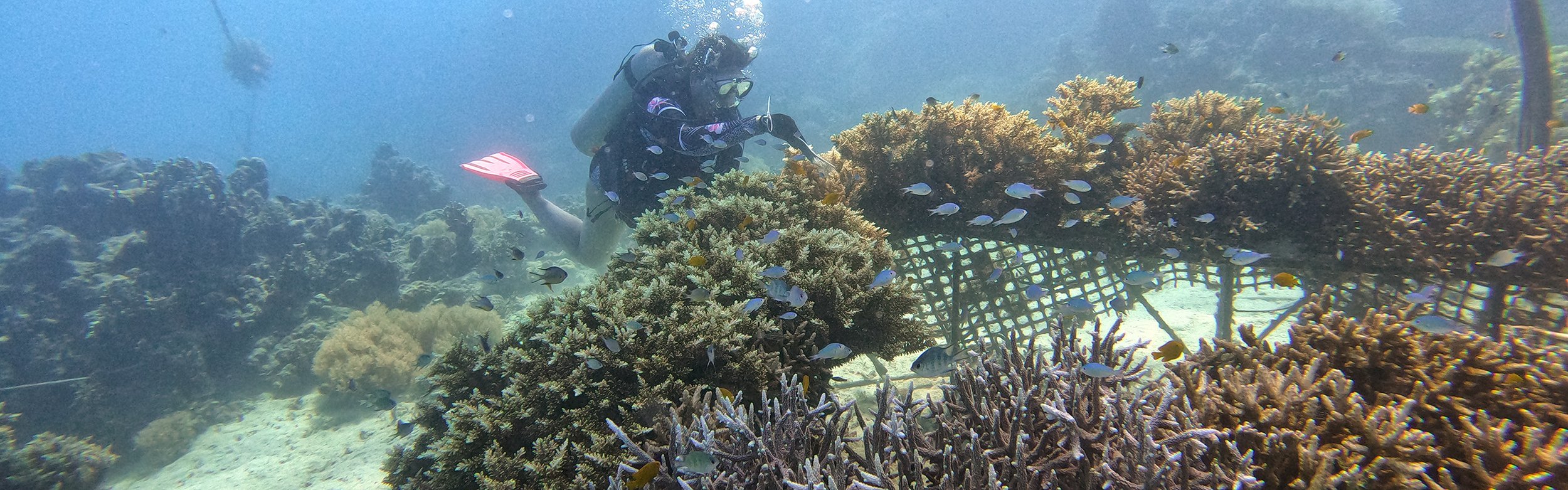 coral restoration dome diver2_cropped.jpg