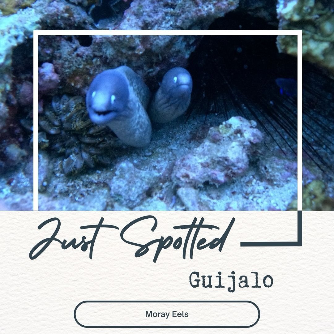 Although moray eels have a reputation of being solitary and territorial there are some species of moray eels that work in coordination with groupers to hunt together!  A grouper will signal an eel and the moray eel will flush prey from holes and crev