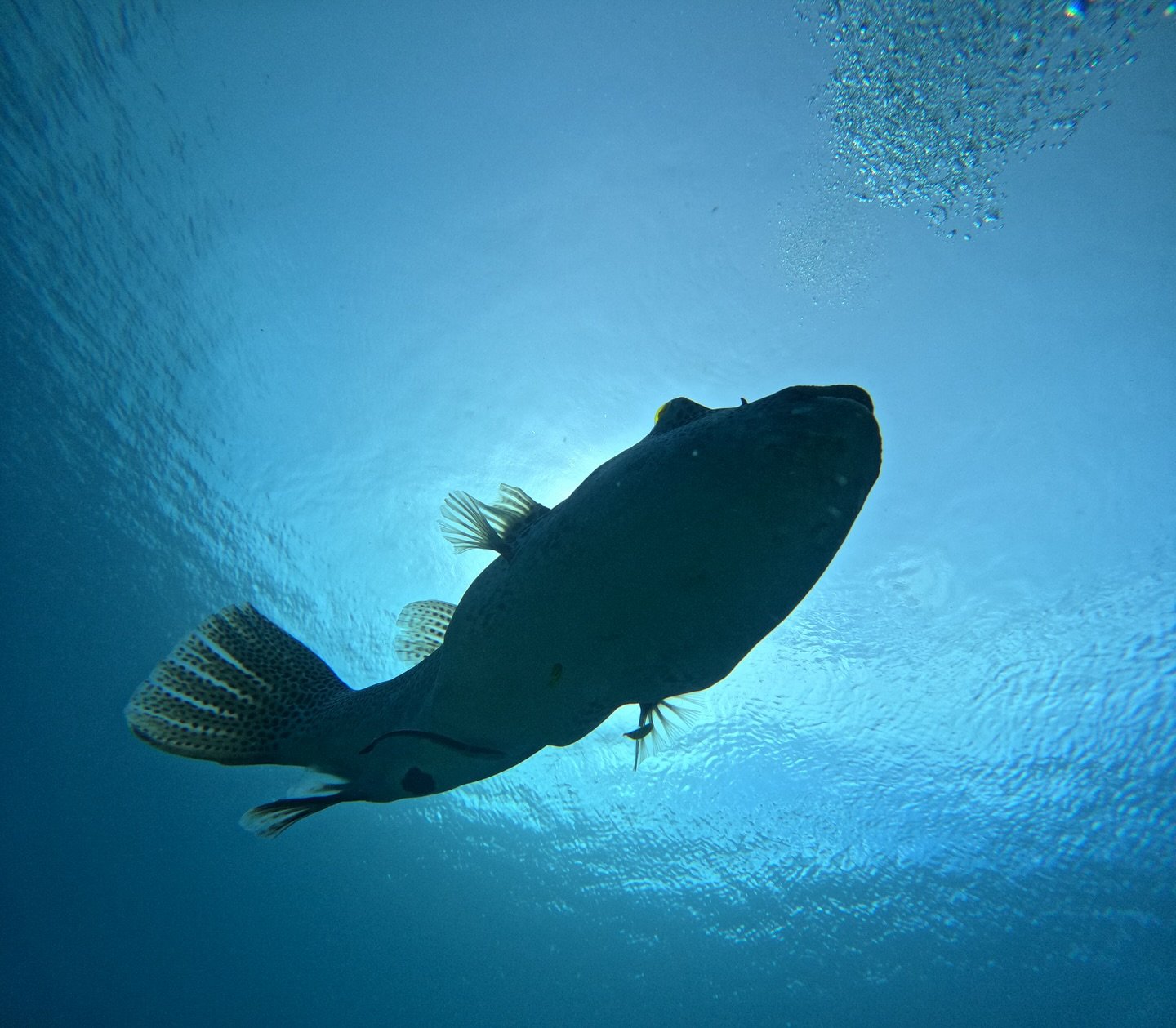 We love watching the fish get bigger inside the Marine Sanctuaries because we know the bigger the fish the more fish that will reproduce creating a sustainable future for coastal communities! #rfldiveteam