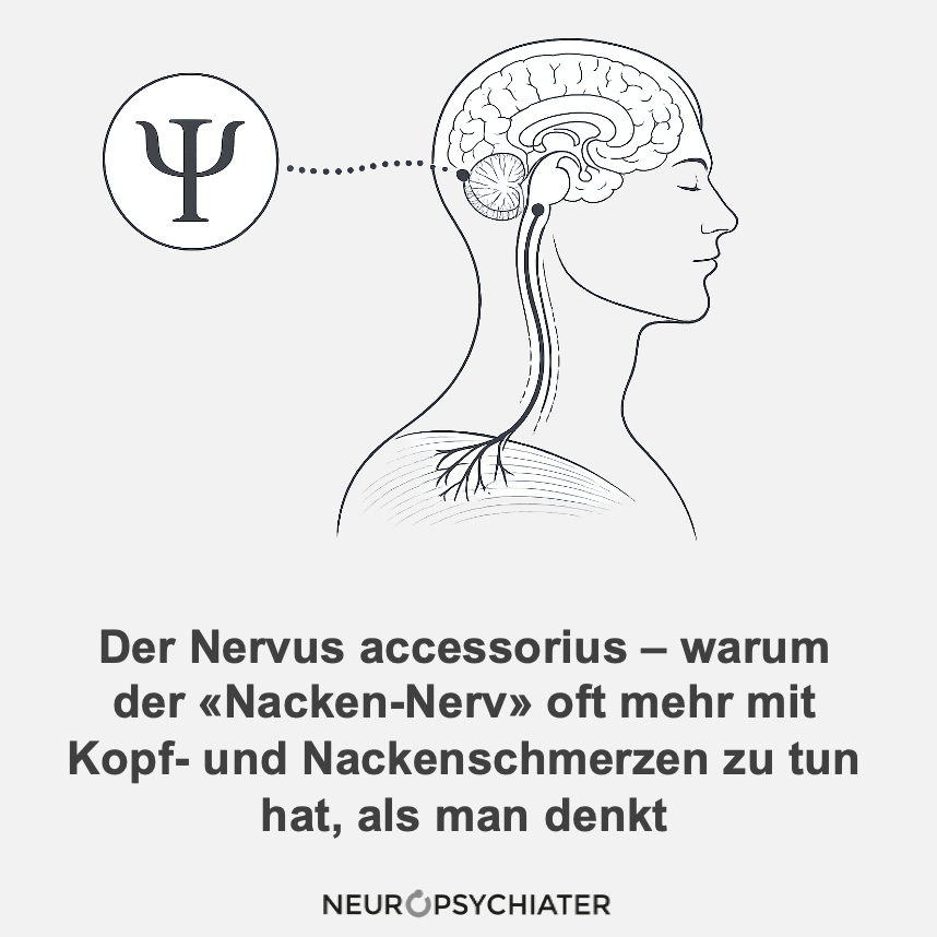 Der Nervus accessorius – warum der «Nacken-Nerv» oft mehr mit Kopf- und Nackenschmerzen zu tun hat, als man denkt