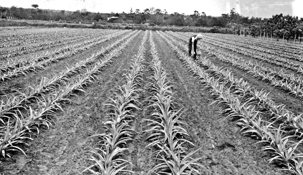  Sunnybank 1930 Queensland Archives 2156776 
