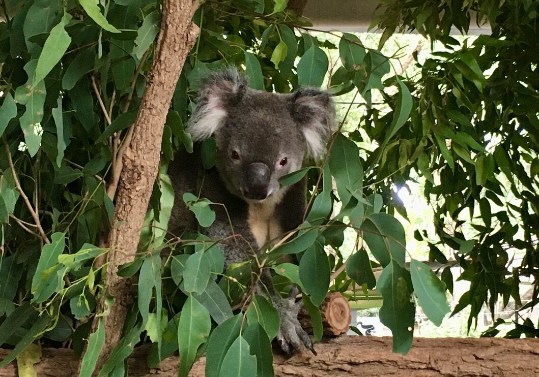 Australia here we come