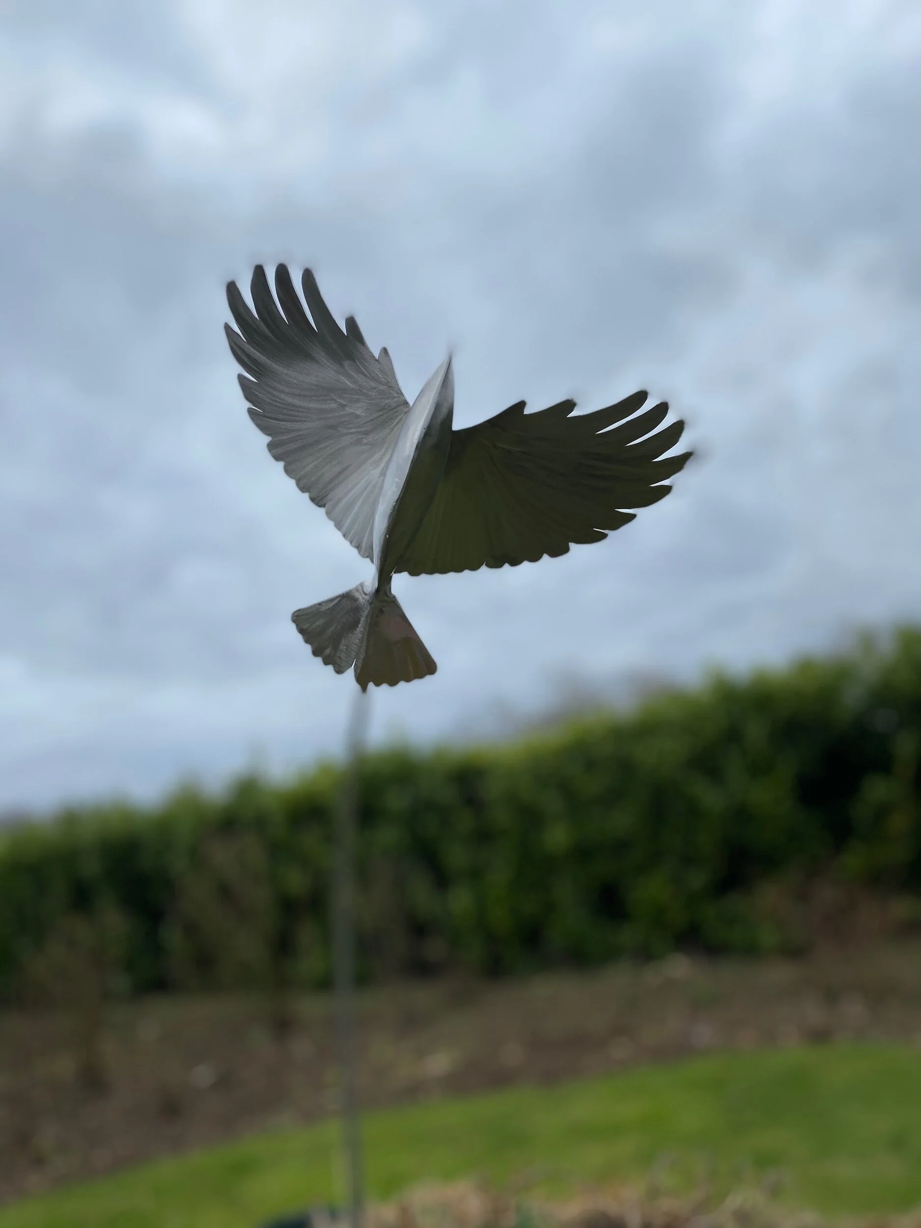 6490FD45-AC6C-491C-A59A-00679122EBA9