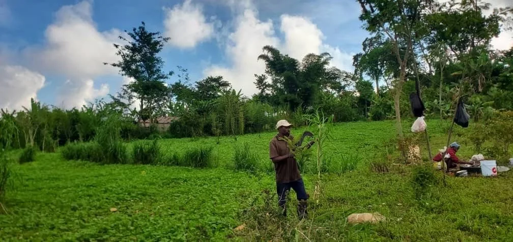 haiti grass 3.jpg