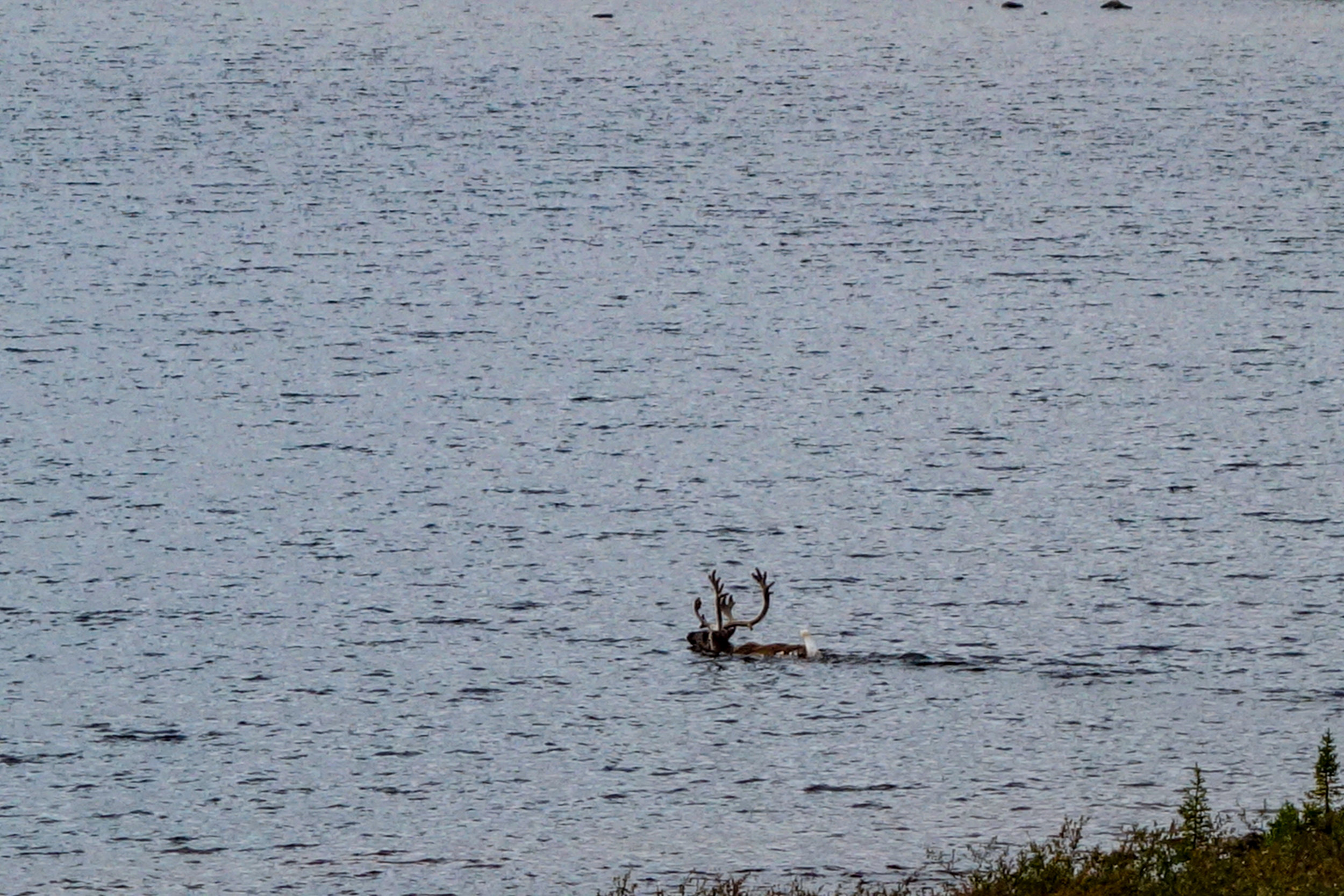 20140901-DSC09188 2014 Hunting Trip Canada Jake carabou copy.jpg