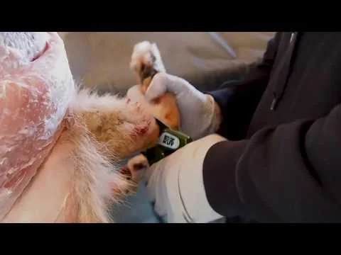 Alpha Moment #001 - Cutting Through Bone With EZ KUT Pruners