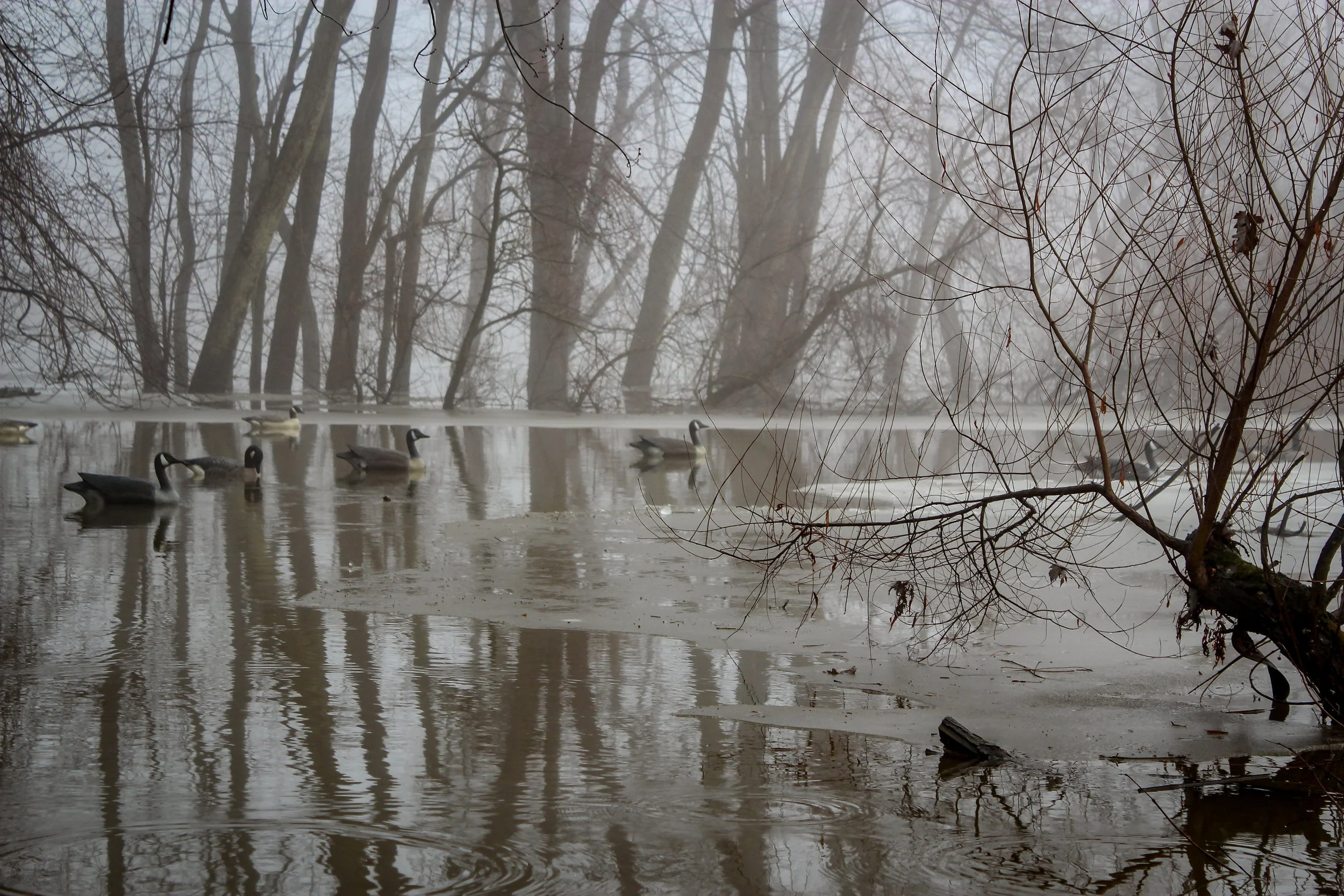 swampfinal-3.jpg