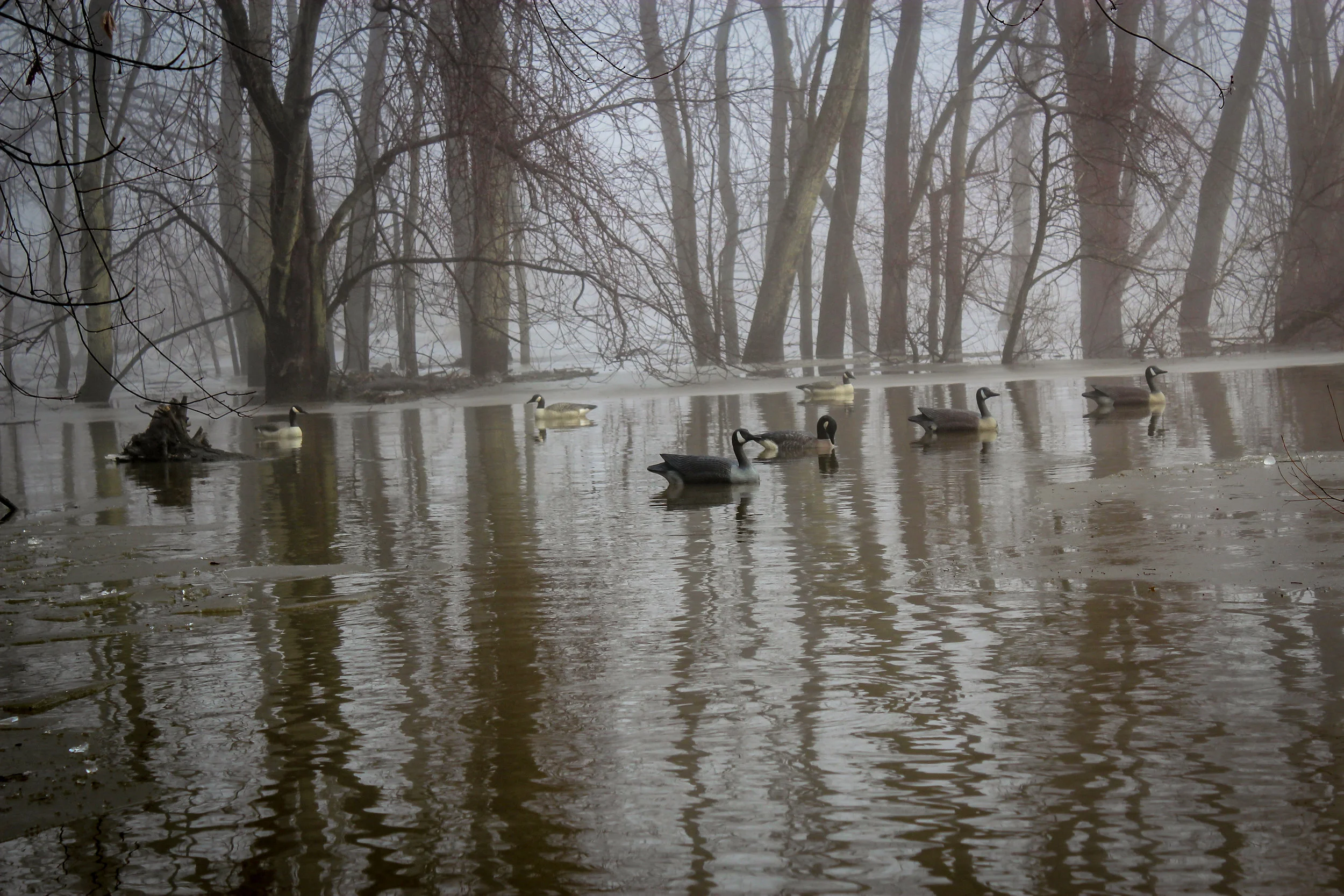 swampfinal-6.jpg